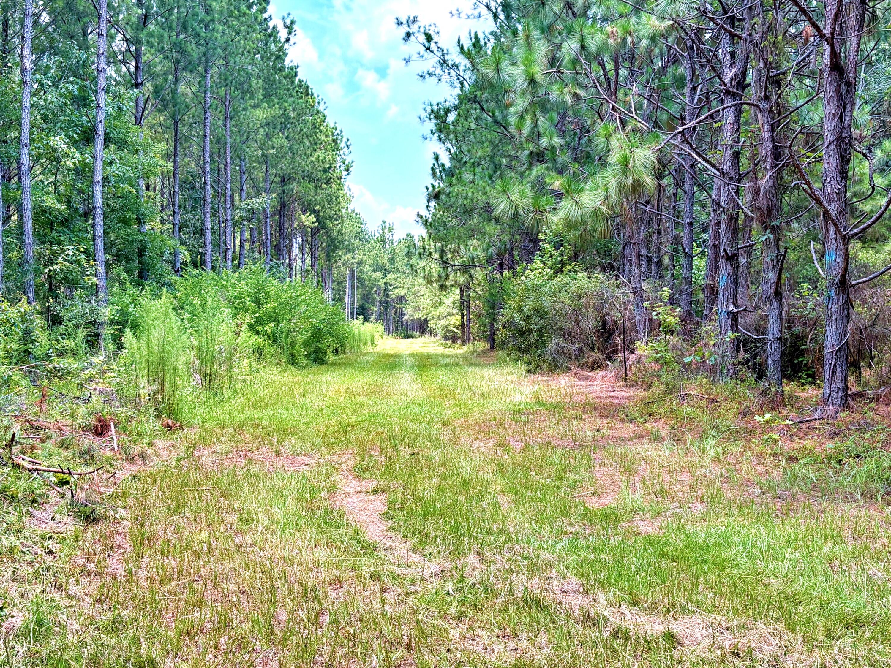 7998 Kenwood Road Greeleyville, SC 29056 - Photo 20 of 52 batch_IMG_0629