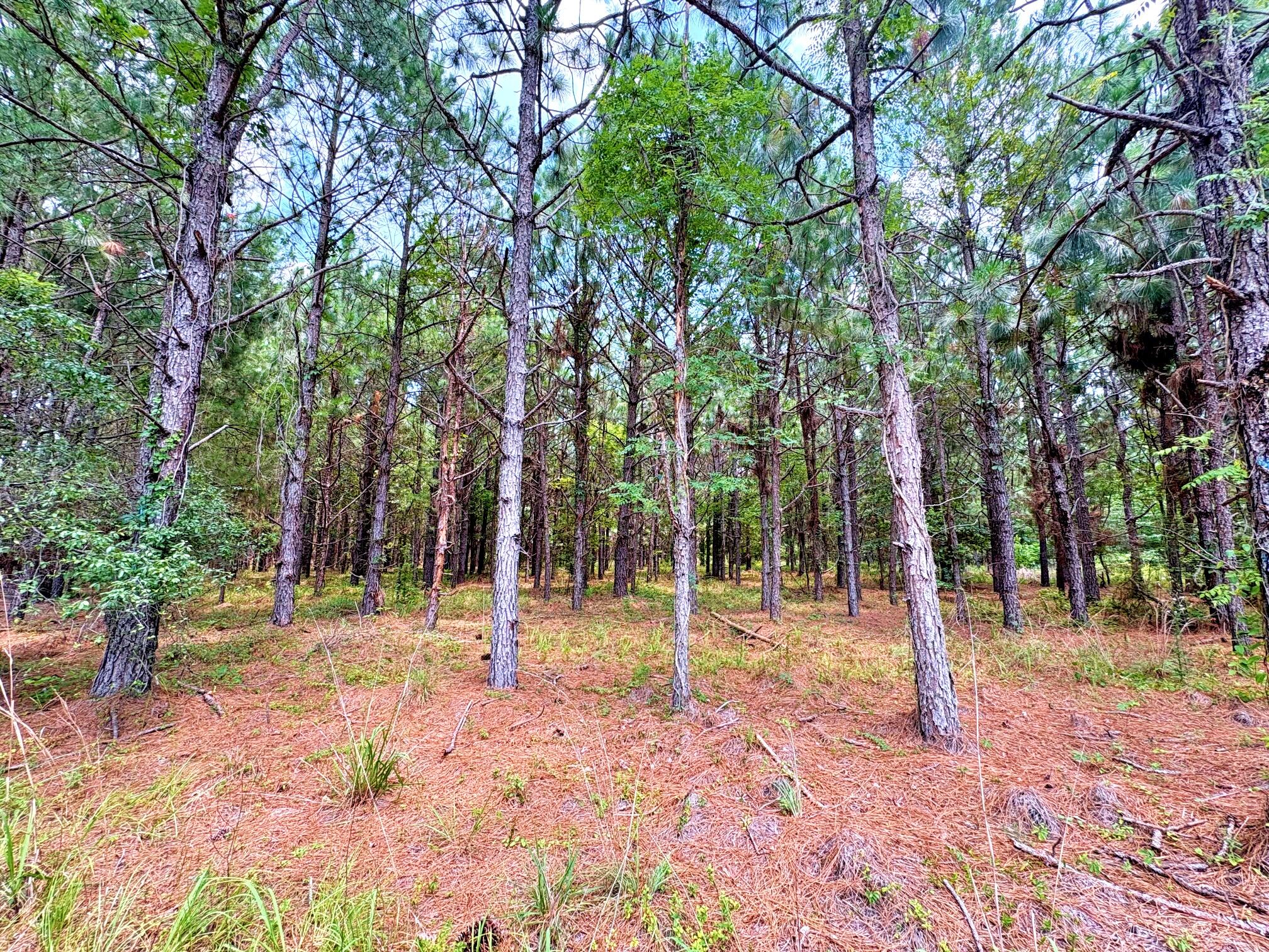 7998 Kenwood Road Greeleyville, SC 29056 - Photo 22 of 52 batch_IMG_0632