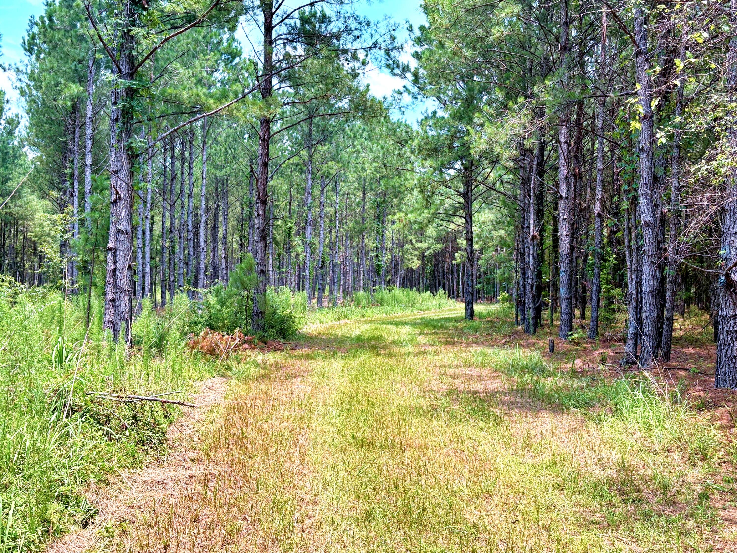 7998 Kenwood Road Greeleyville, SC 29056 - Photo 23 of 52 batch_IMG_0633