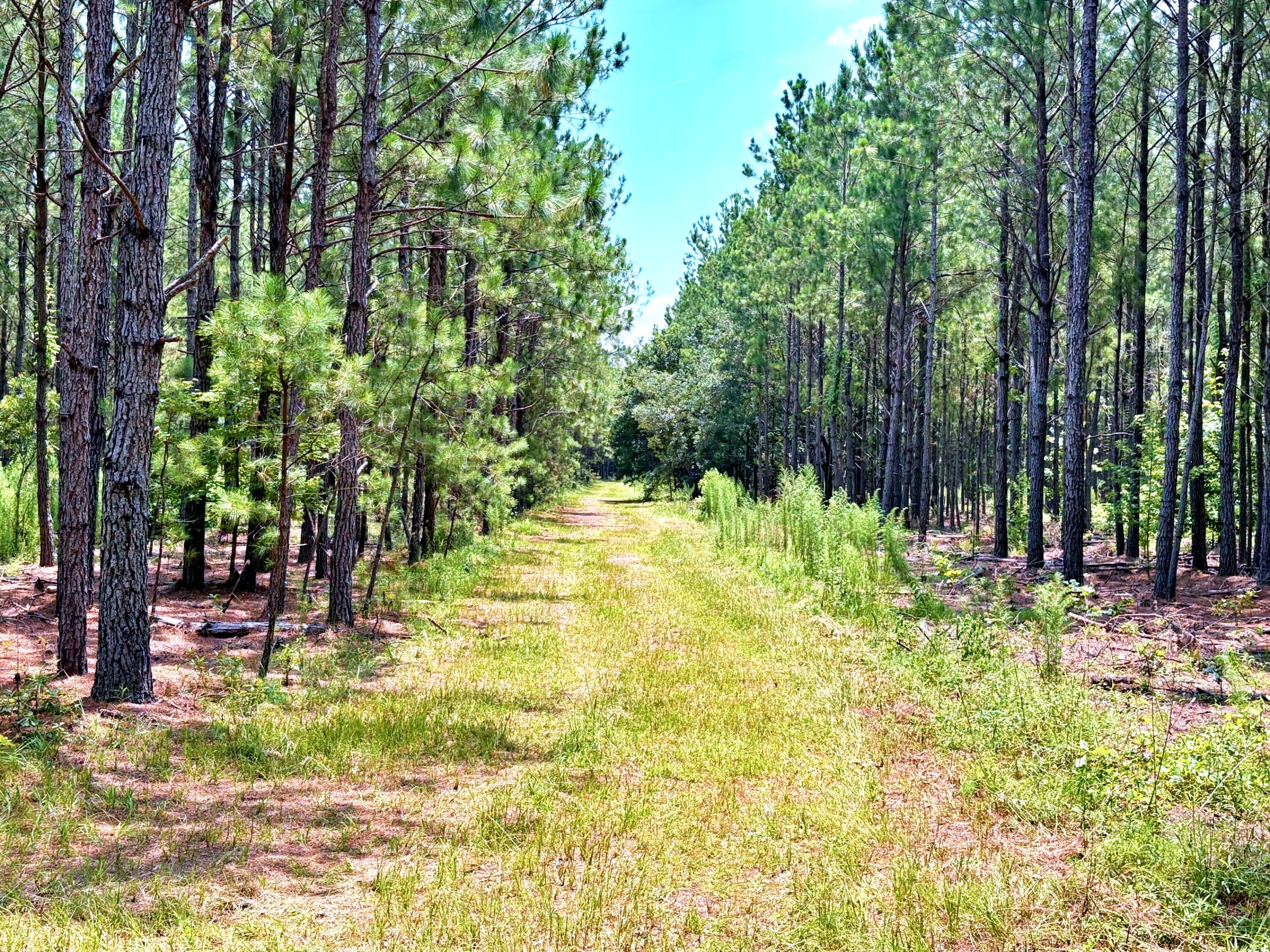 7998 Kenwood Road Greeleyville, SC 29056 - Photo 24 of 52 batch_IMG_0635