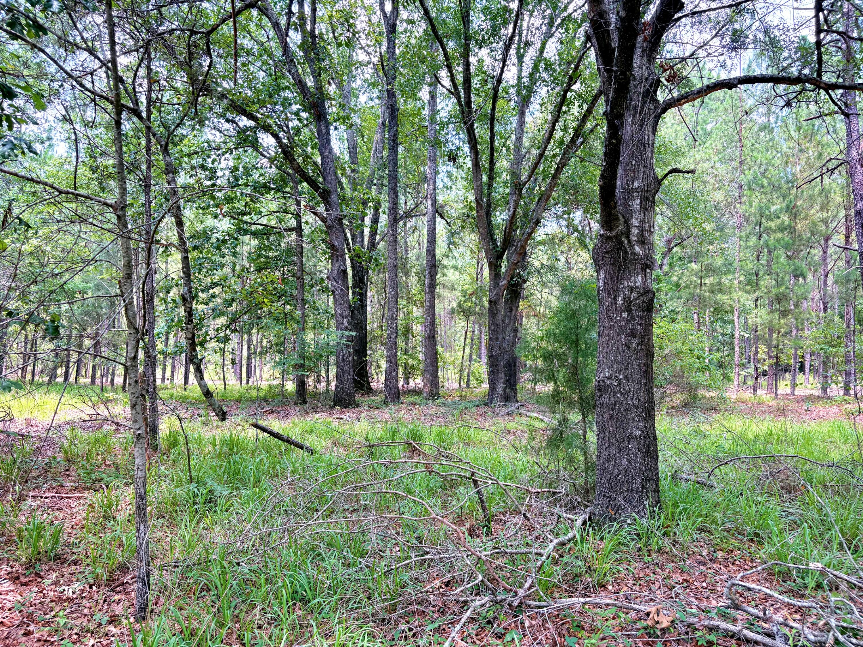 7998 Kenwood Road Greeleyville, SC 29056 - Photo 25 of 52 batch_IMG_0636