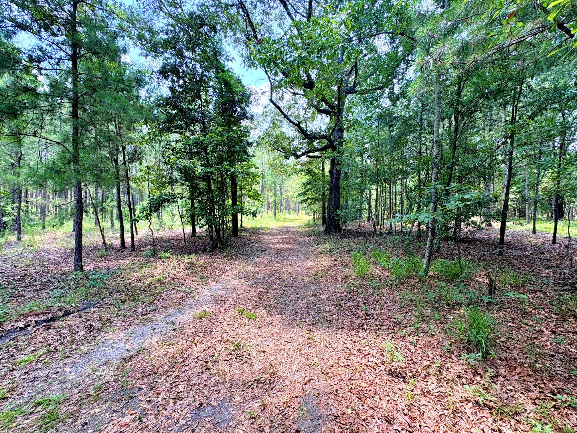 7998 Kenwood Road Greeleyville, SC 29056 - Photo 27 of 52 batch_IMG_0638