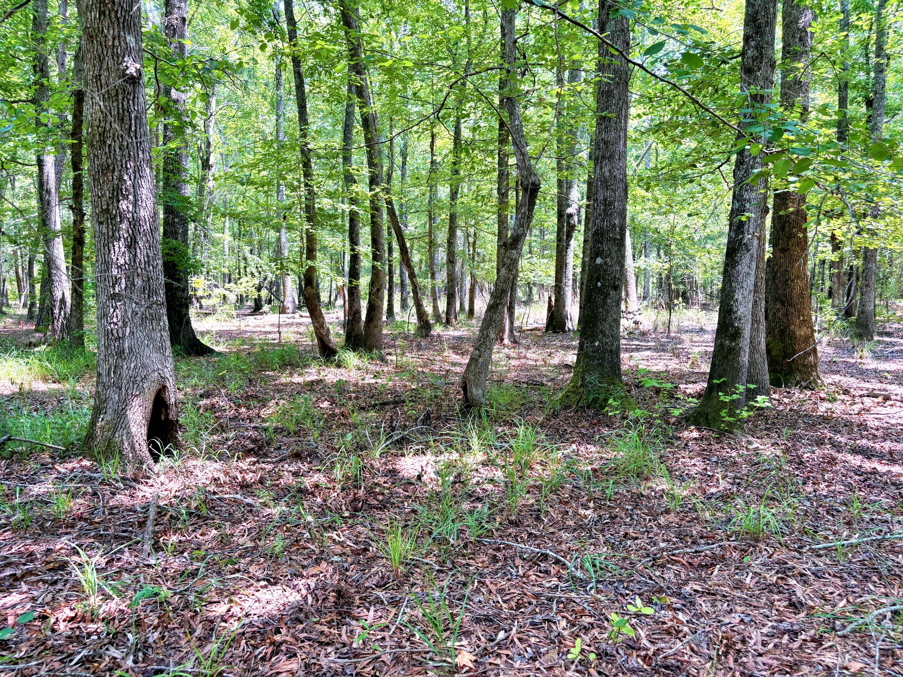 7998 Kenwood Road Greeleyville, SC 29056 - Photo 28 of 52 batch_IMG_0639