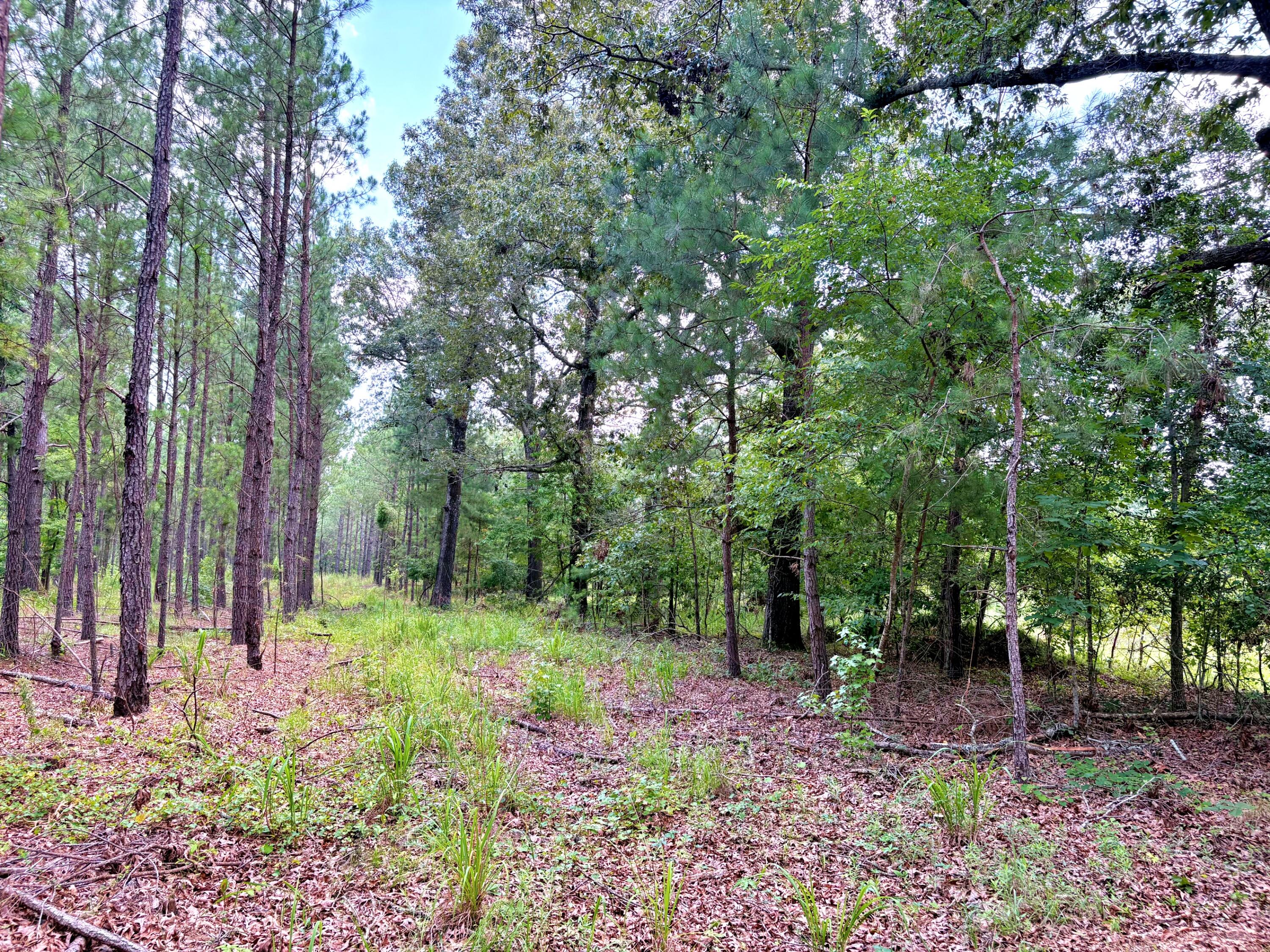 7998 Kenwood Road Greeleyville, SC 29056 - Photo 29 of 52 batch_IMG_0640