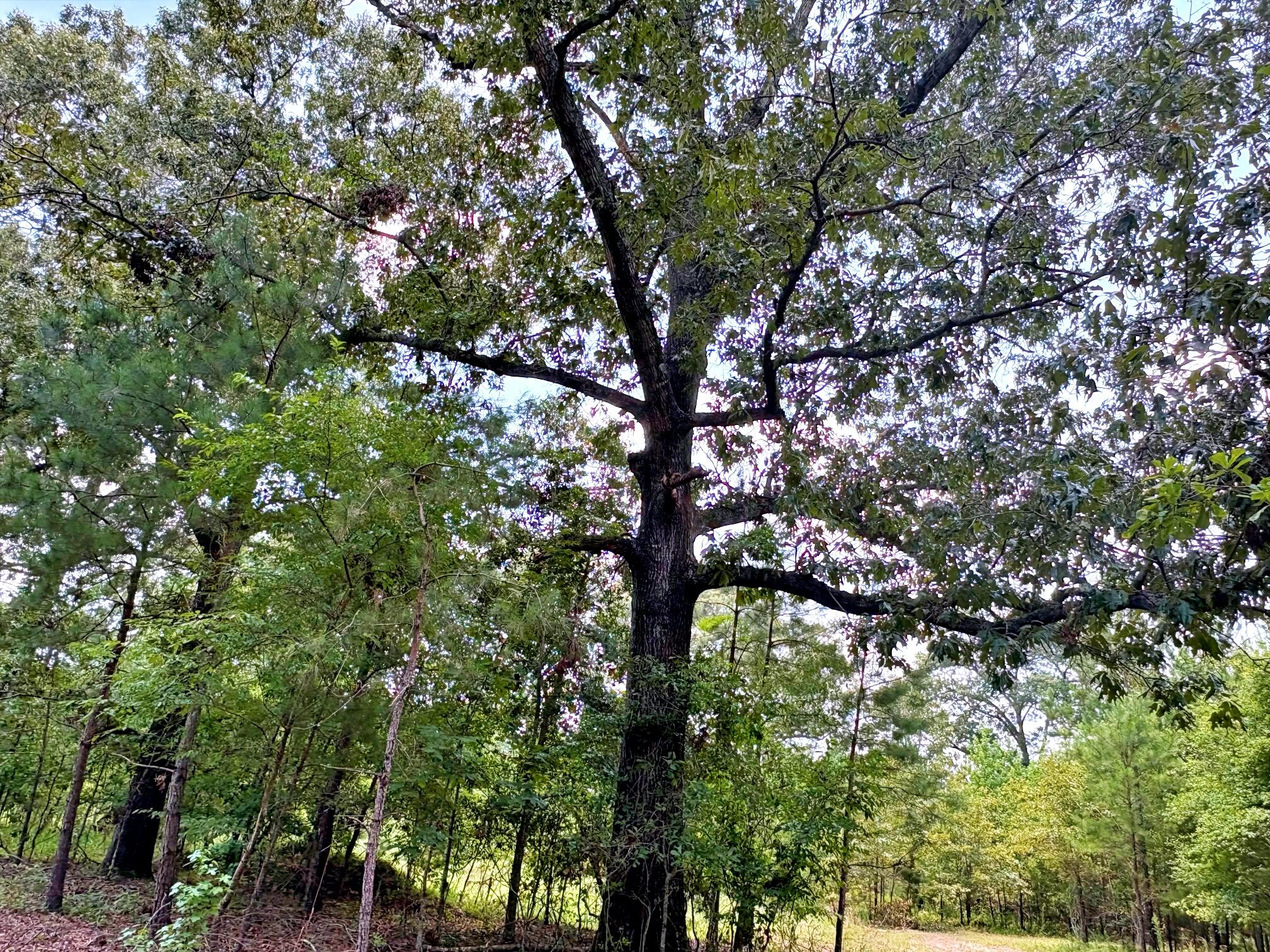 7998 Kenwood Road Greeleyville, SC 29056 - Photo 30 of 52 batch_IMG_0641