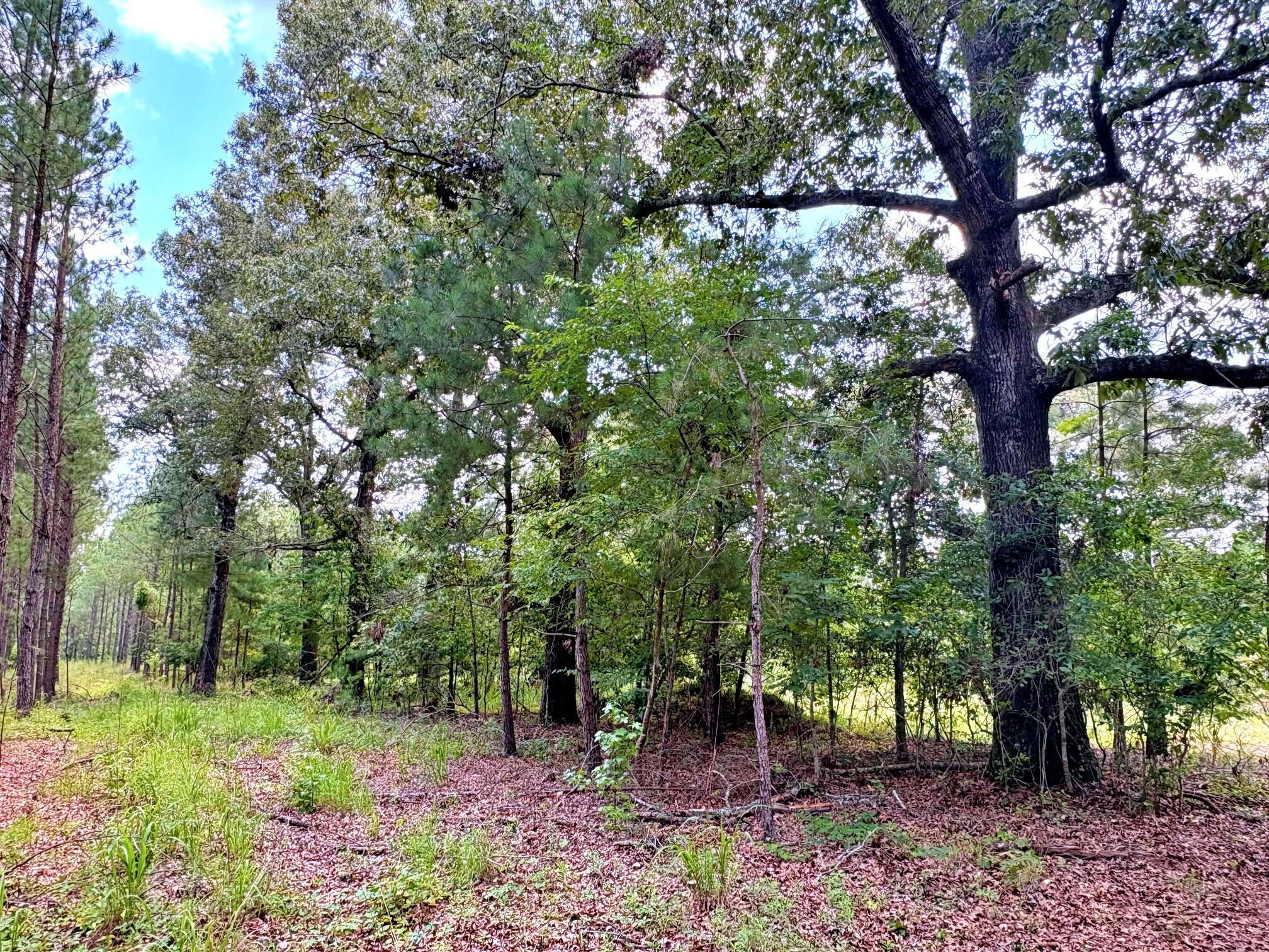 7998 Kenwood Road Greeleyville, SC 29056 - Photo 31 of 52 batch_IMG_0642