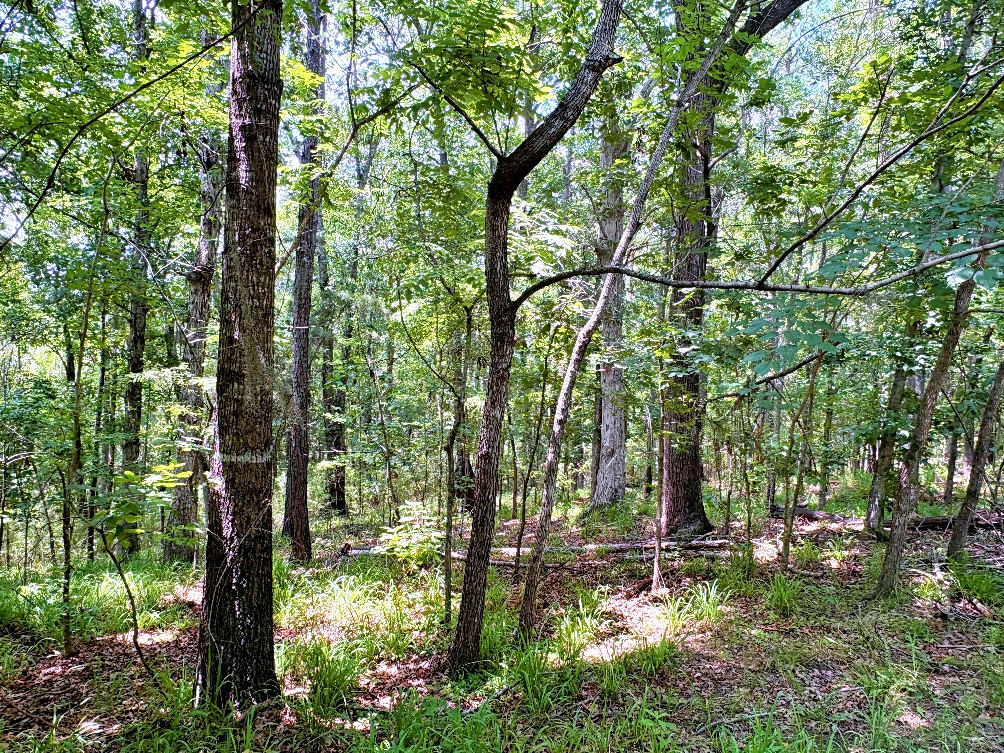 7998 Kenwood Road Greeleyville, SC 29056 - Photo 33 of 52 batch_IMG_0645