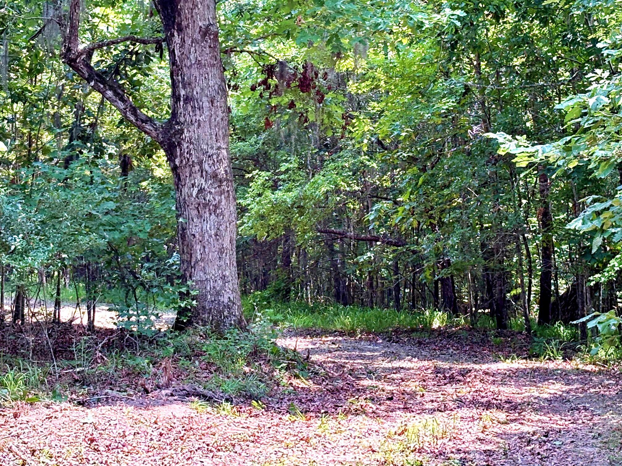 7998 Kenwood Road Greeleyville, SC 29056 - Photo 34 of 52 batch_IMG_0646