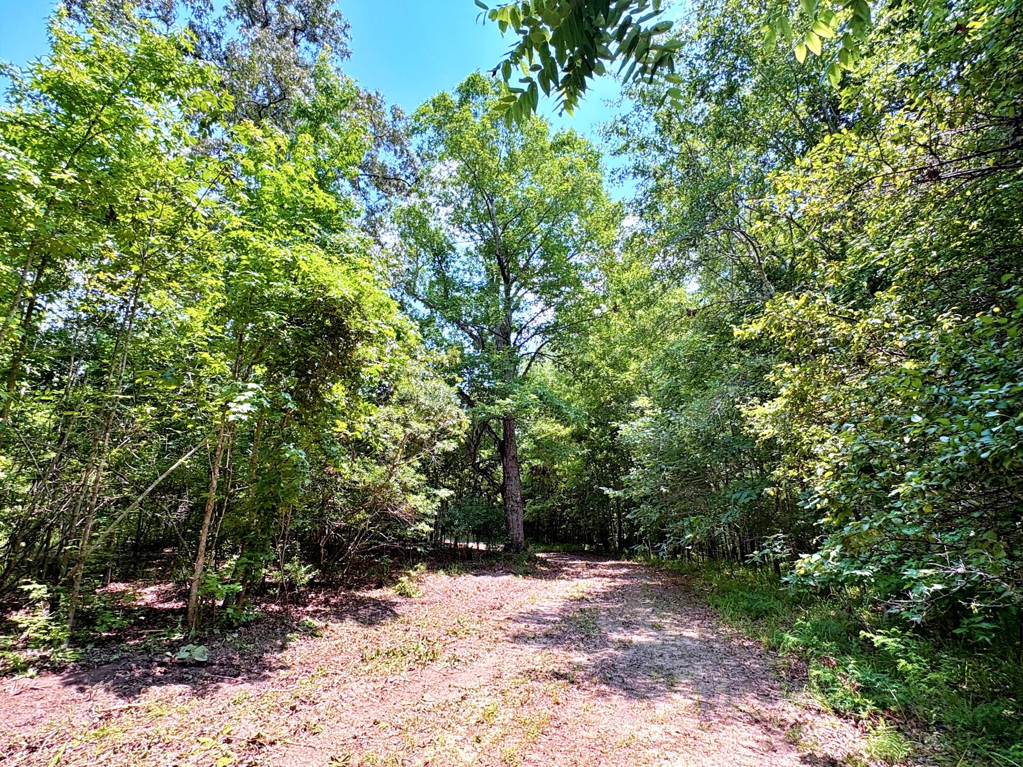 7998 Kenwood Road Greeleyville, SC 29056 - Photo 35 of 52 batch_IMG_0647