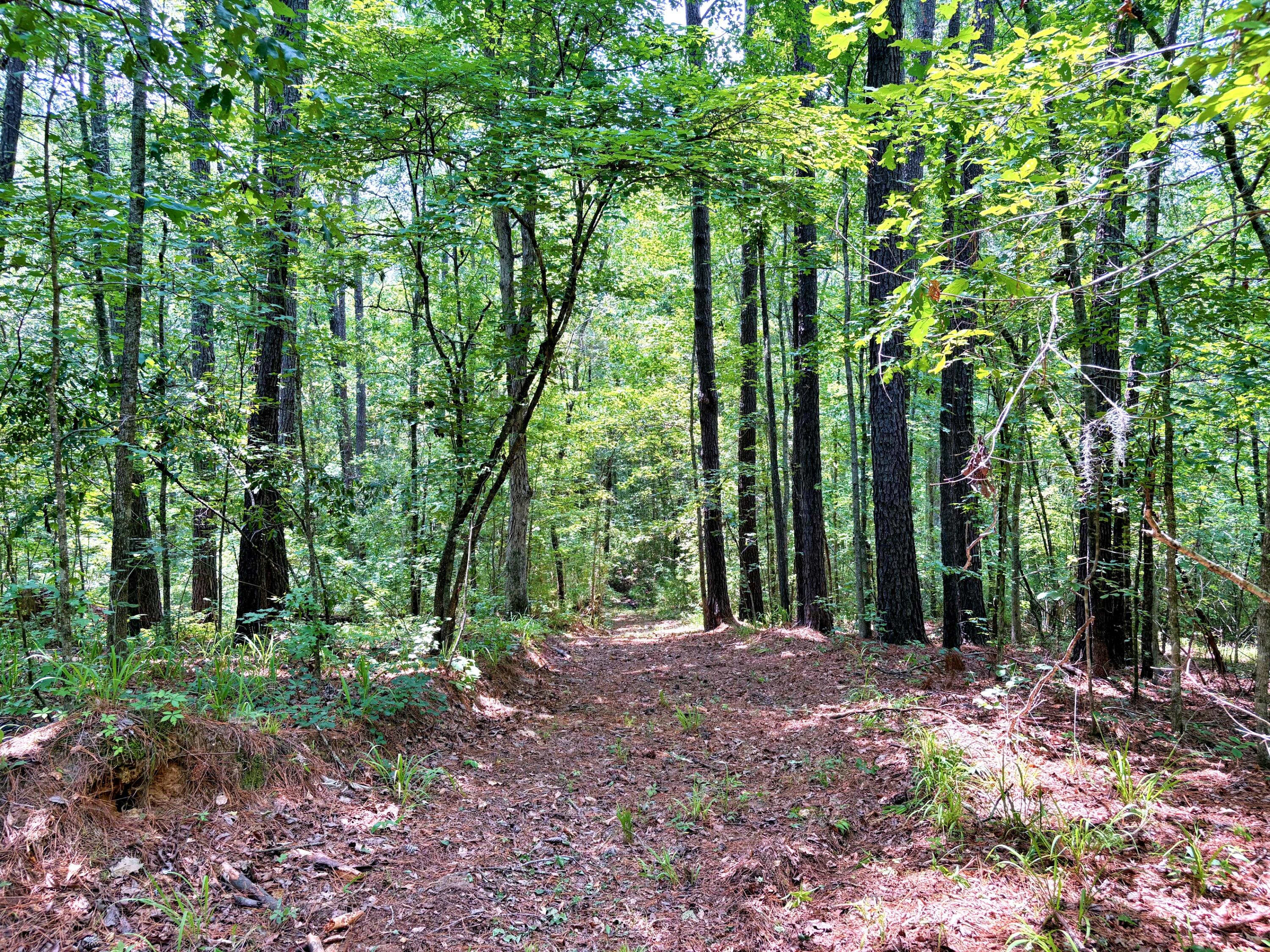 7998 Kenwood Road Greeleyville, SC 29056 - Photo 36 of 52 batch_IMG_0648