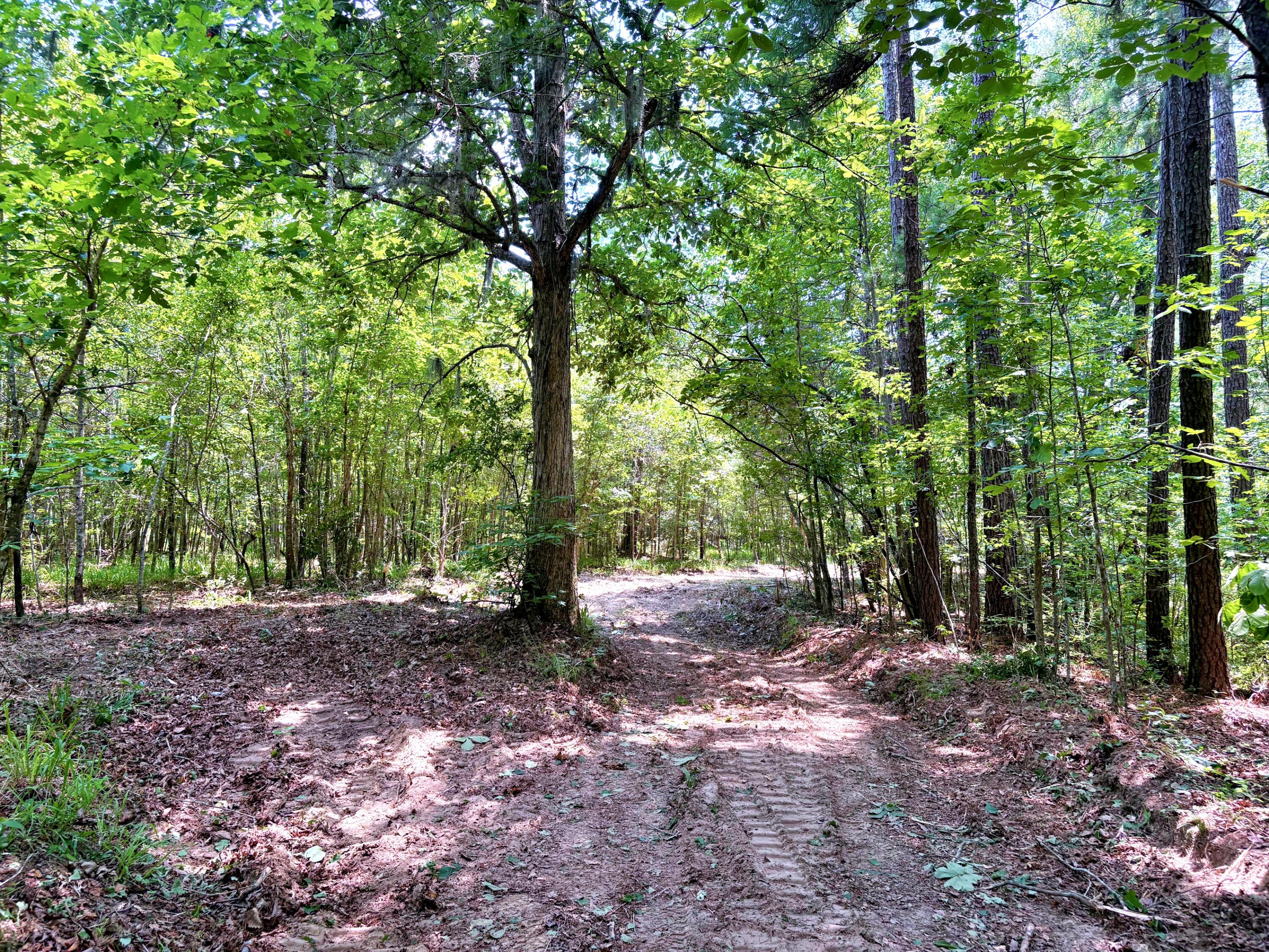 7998 Kenwood Road Greeleyville, SC 29056 - Photo 37 of 52 batch_IMG_0649