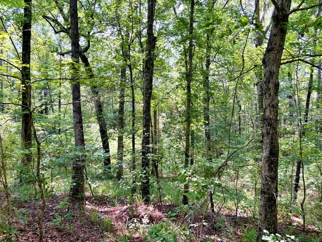 $1,280,500 | 7998 Kenwood Road, Greeleyville, SC 29056