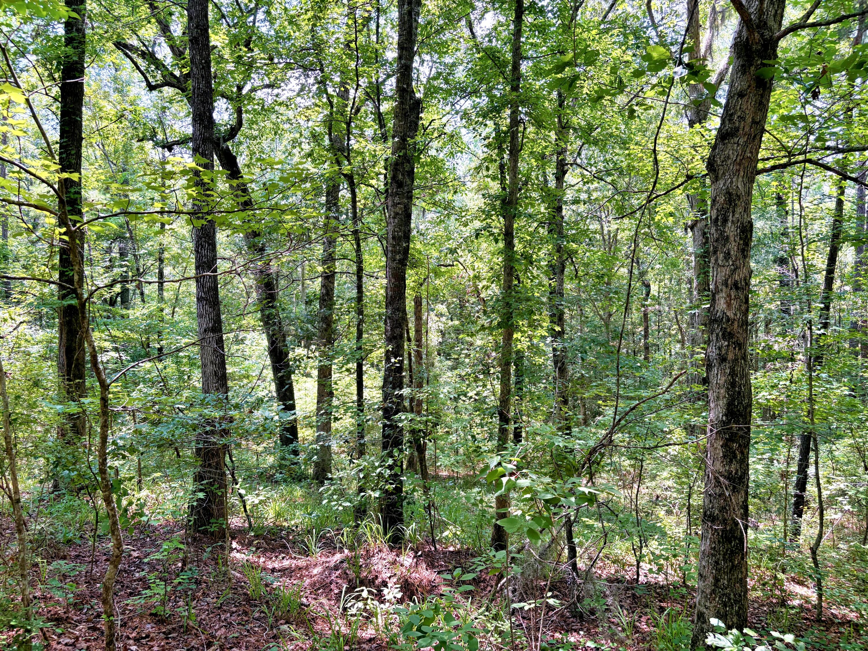 7998 Kenwood Road Greeleyville, SC 29056 - Photo 38 of 52 batch_IMG_0650