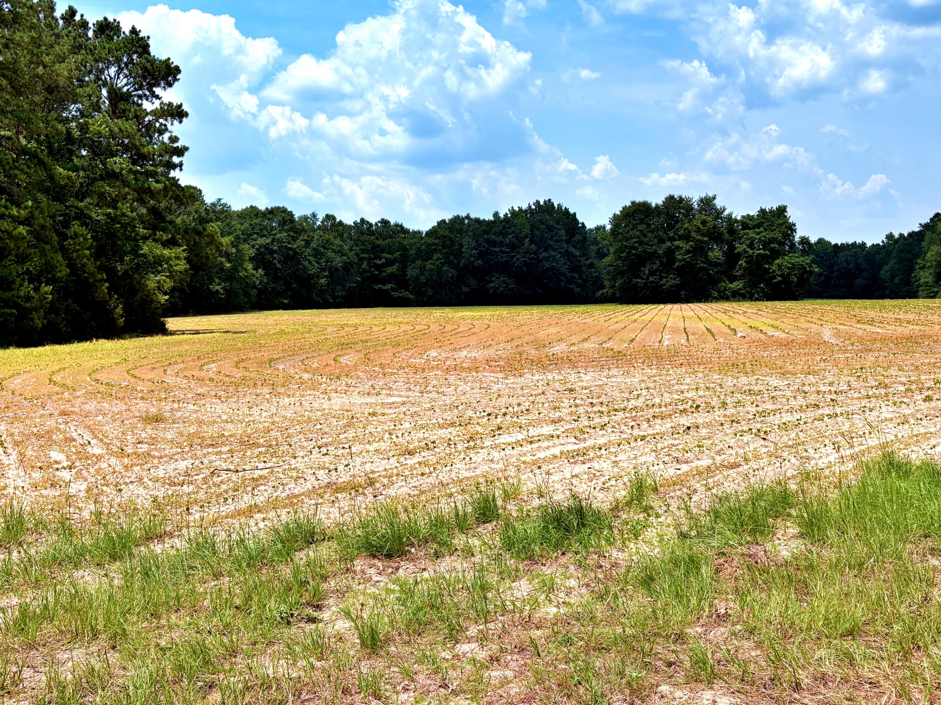 7998 Kenwood Road Greeleyville, SC 29056 - Photo 40 of 52 batch_IMG_0654