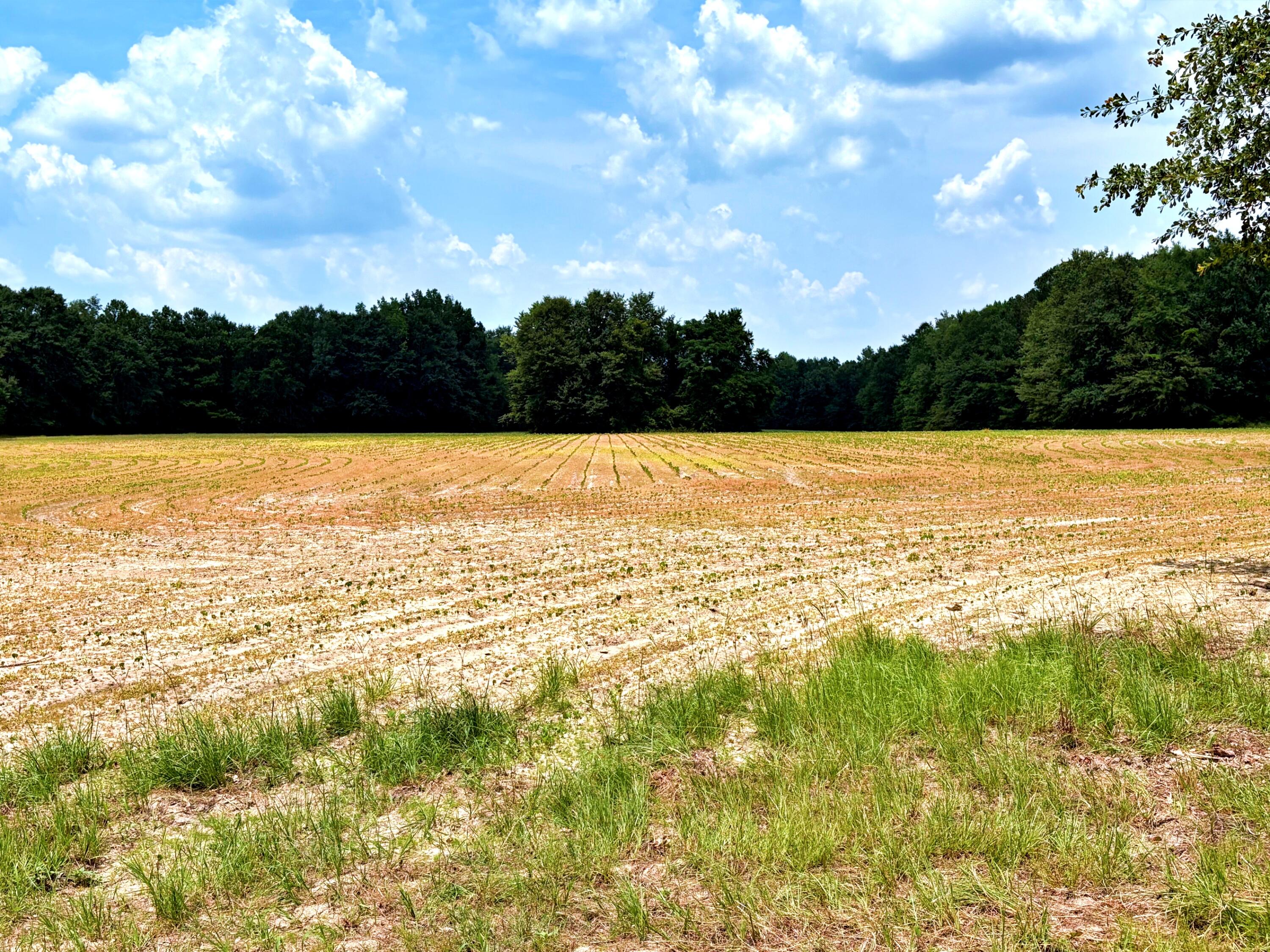 7998 Kenwood Road Greeleyville, SC 29056 - Photo 41 of 52 batch_IMG_0655