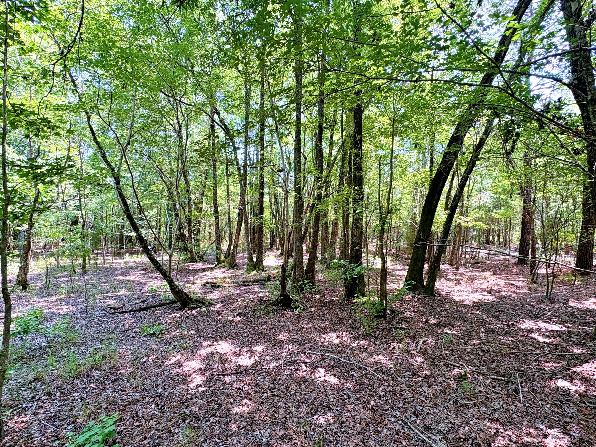 7998 Kenwood Road Greeleyville, SC 29056 - Photo 43 of 52 batch_IMG_0657