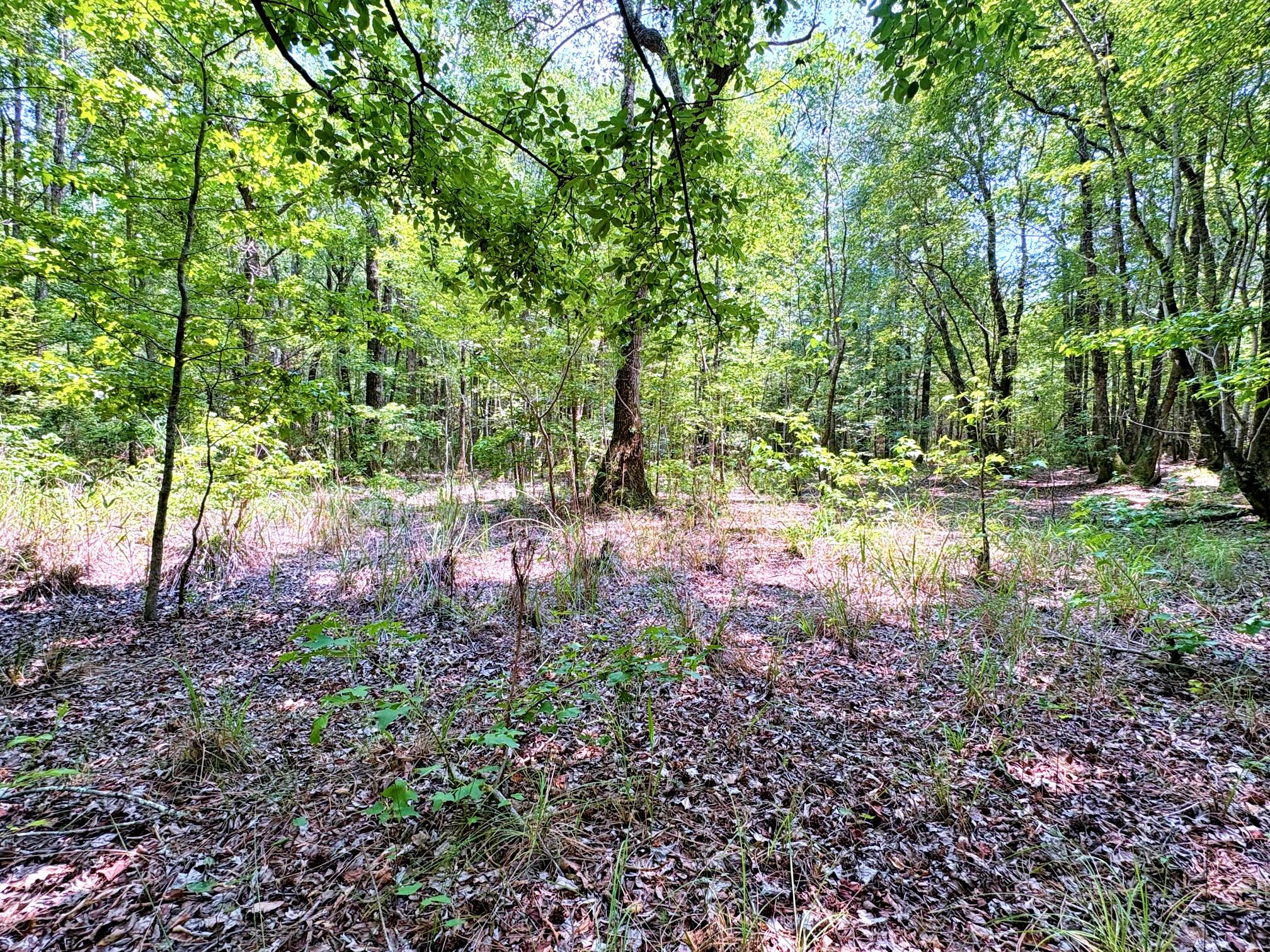 7998 Kenwood Road Greeleyville, SC 29056 - Photo 44 of 52 batch_IMG_0658