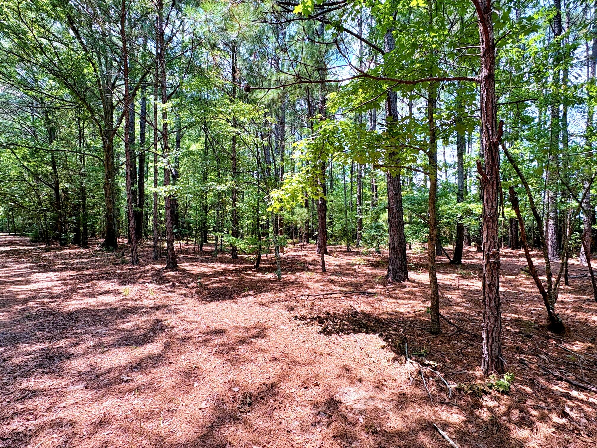 7998 Kenwood Road Greeleyville, SC 29056 - Photo 45 of 52 batch_IMG_0659