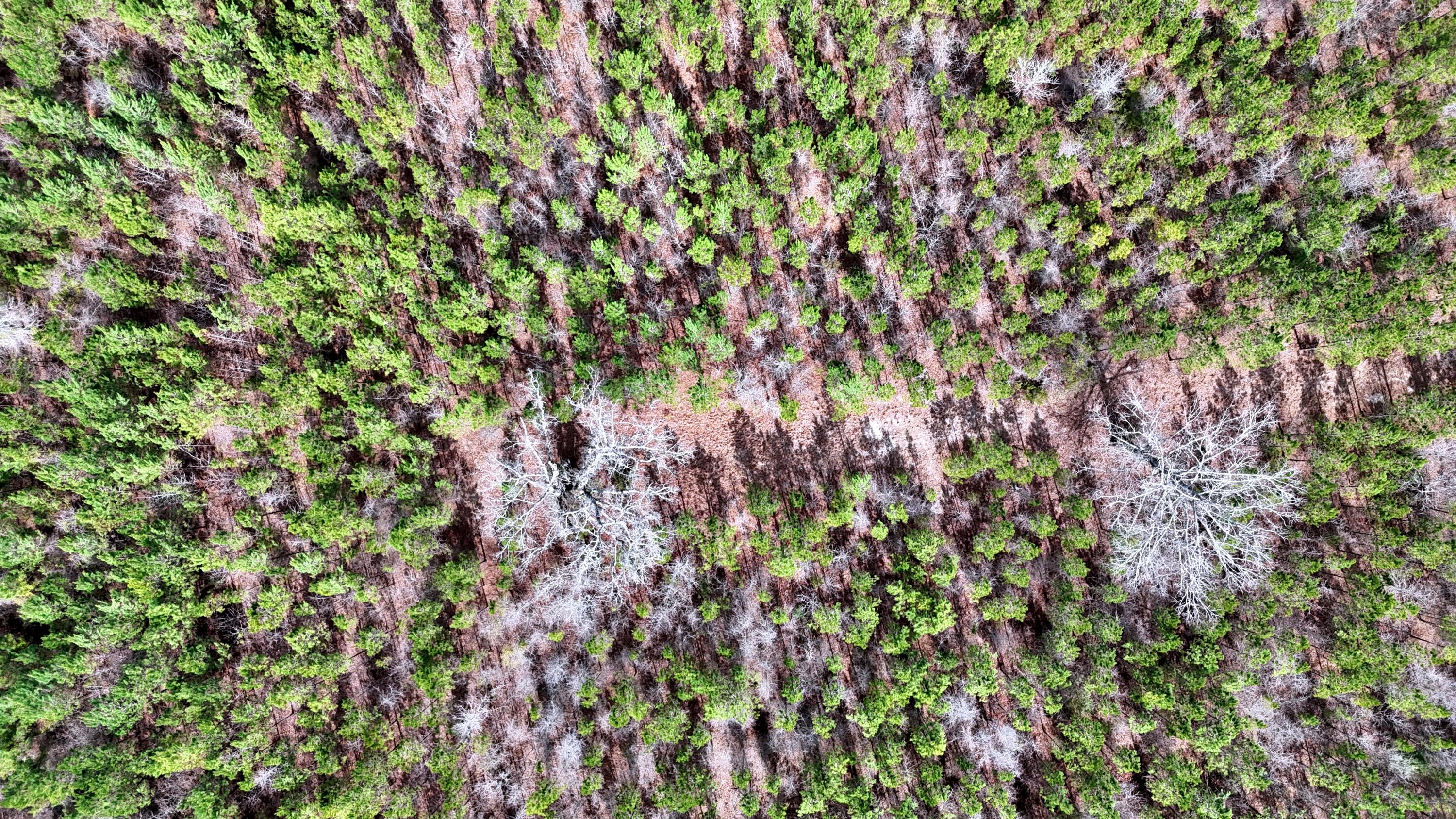 7998 Kenwood Road Greeleyville, SC 29056 - Photo 46 of 52 batchz_dji_fly_20250304_120132_0031_1741