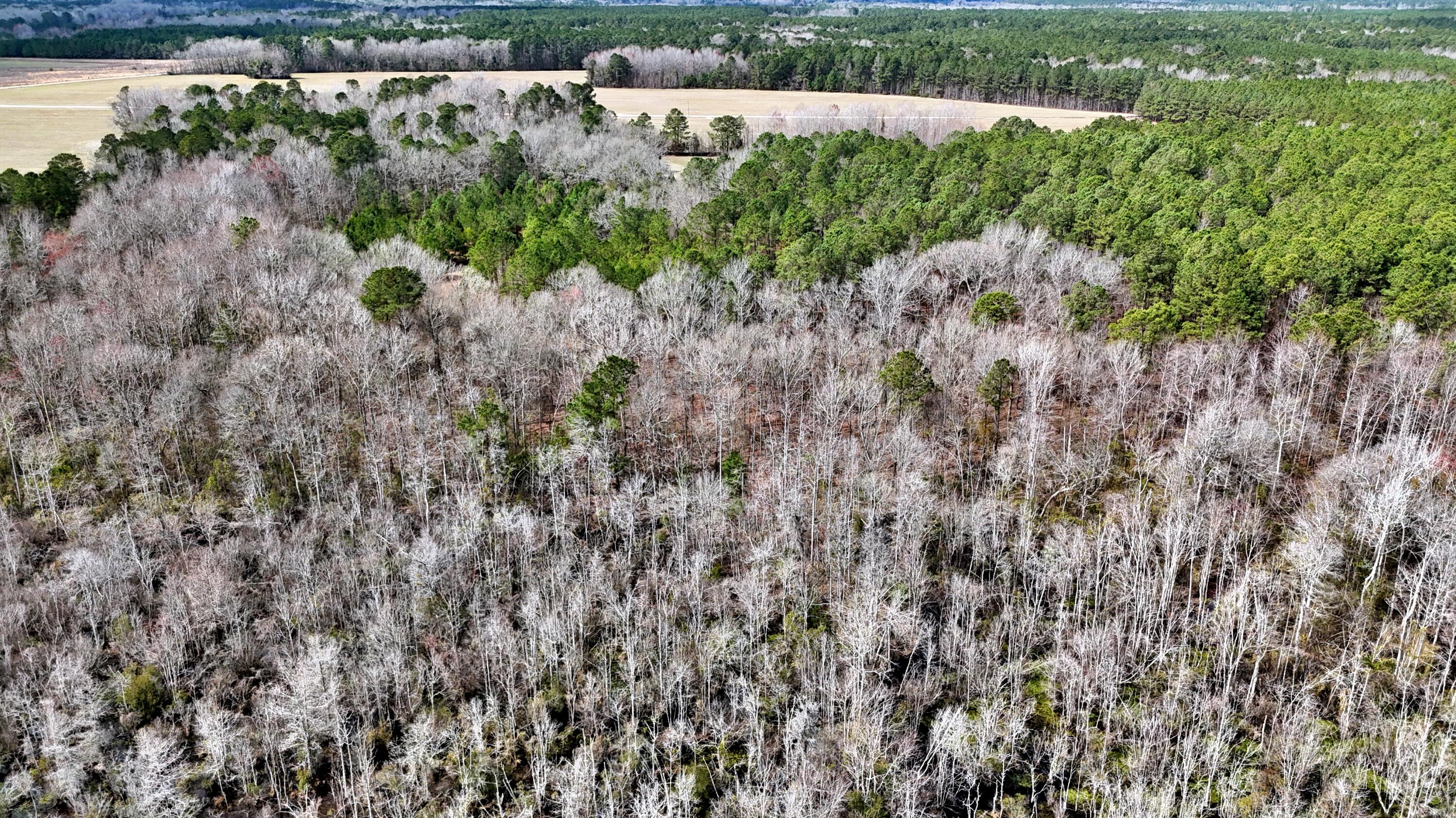 7998 Kenwood Road Greeleyville, SC 29056 - Photo 47 of 52 batchz_dji_fly_20250304_120224_0033_1741