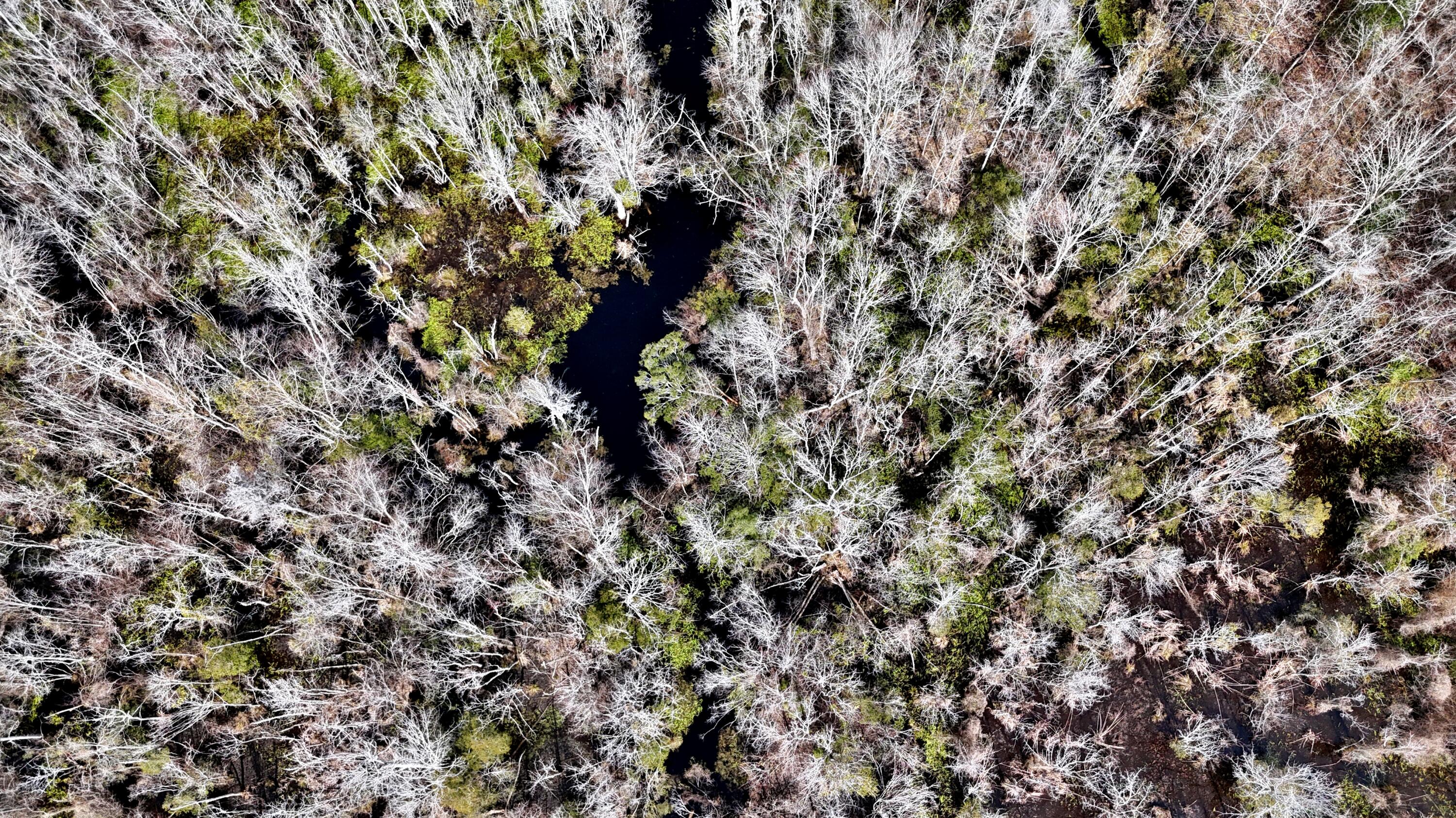 7998 Kenwood Road Greeleyville, SC 29056 - Photo 48 of 52 batchz_dji_fly_20250304_120240_0035_1741