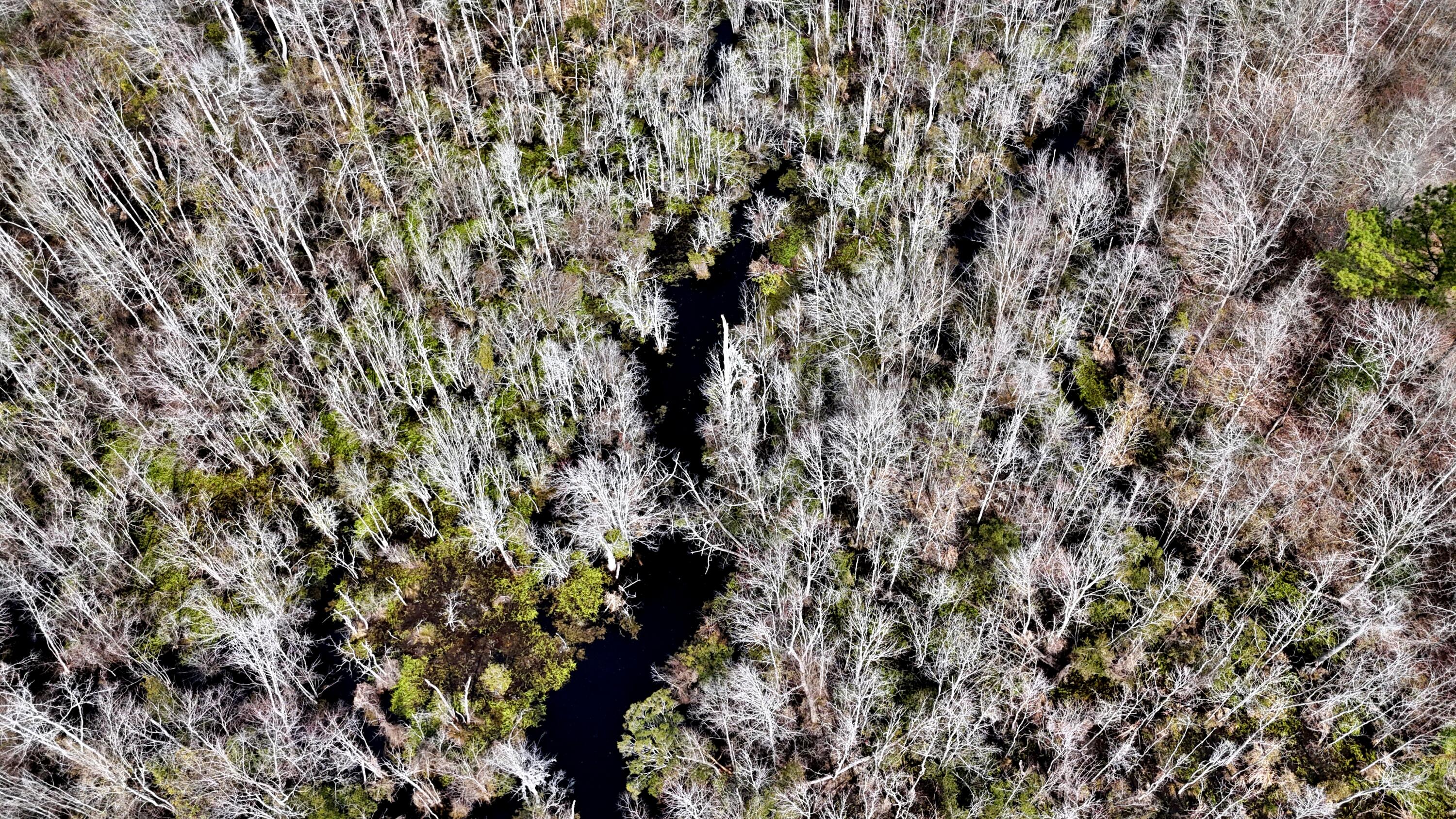 7998 Kenwood Road Greeleyville, SC 29056 - Photo 49 of 52 batchz_dji_fly_20250304_120246_0036_1741