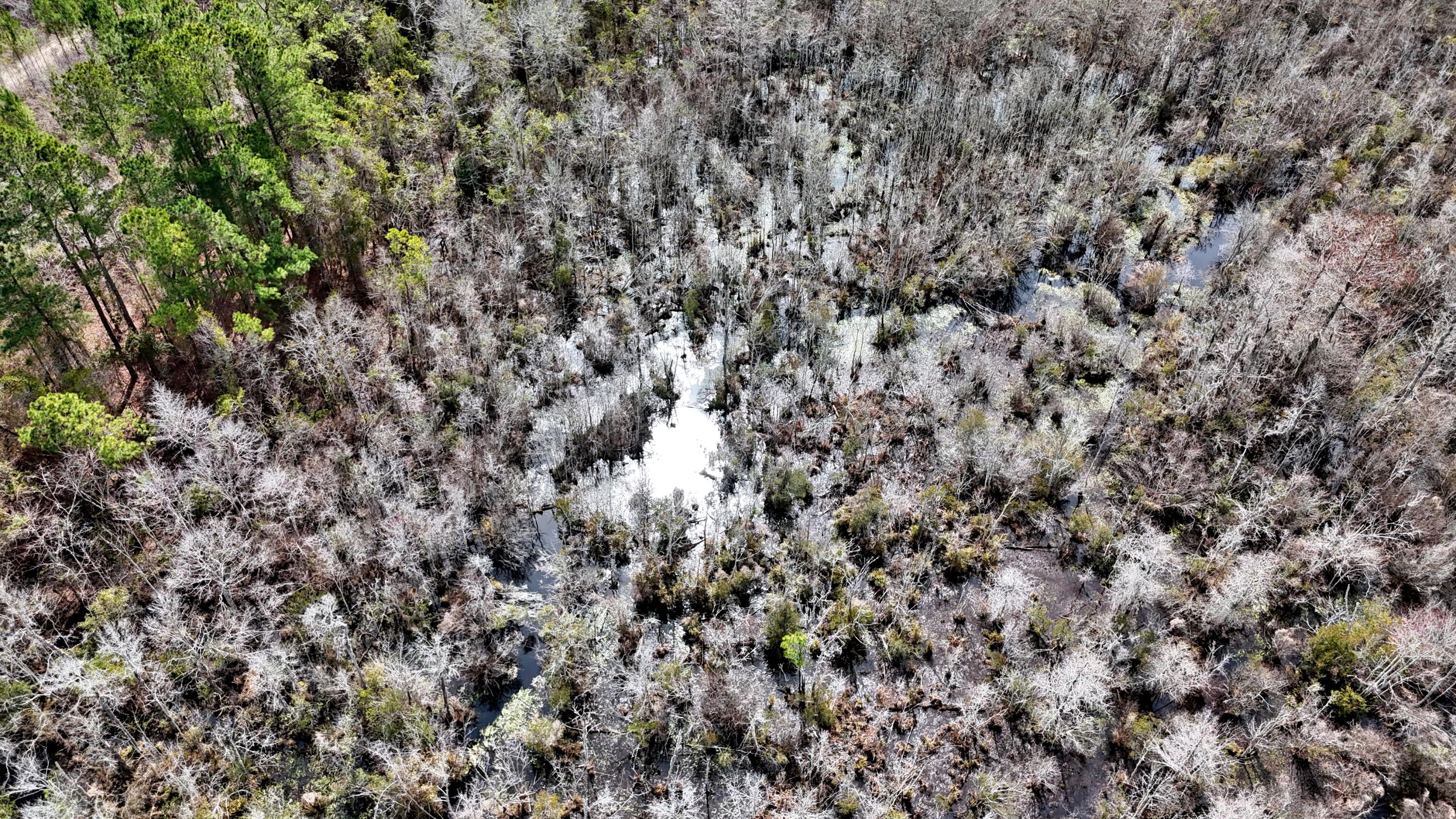 7998 Kenwood Road Greeleyville, SC 29056 - Photo 50 of 52 batchz_dji_fly_20250304_120308_0037_1741