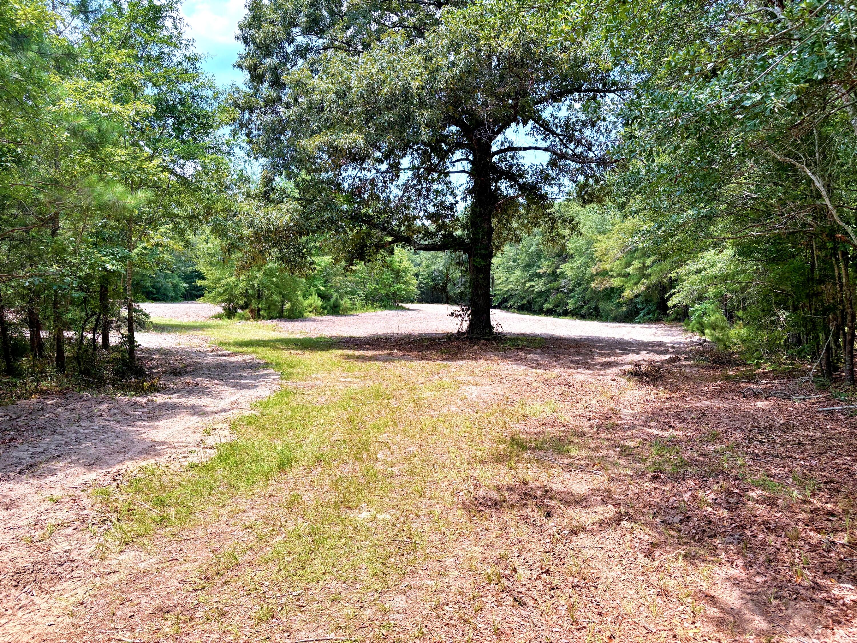 7998 Kenwood Road Greeleyville, SC 29056 - Photo 8 of 52 batch_IMG_0616