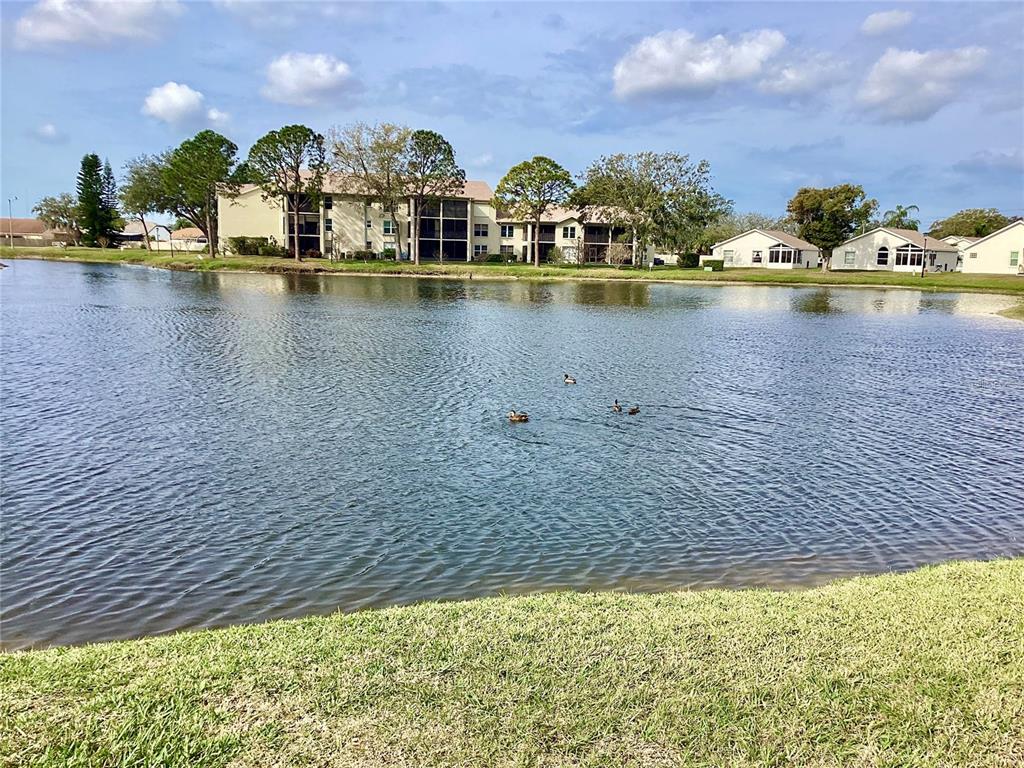 4529 Whitton Way, Unit 214 New Port Richey, FL 34653 - Photo 32 of 45 a view of a lake with houses
