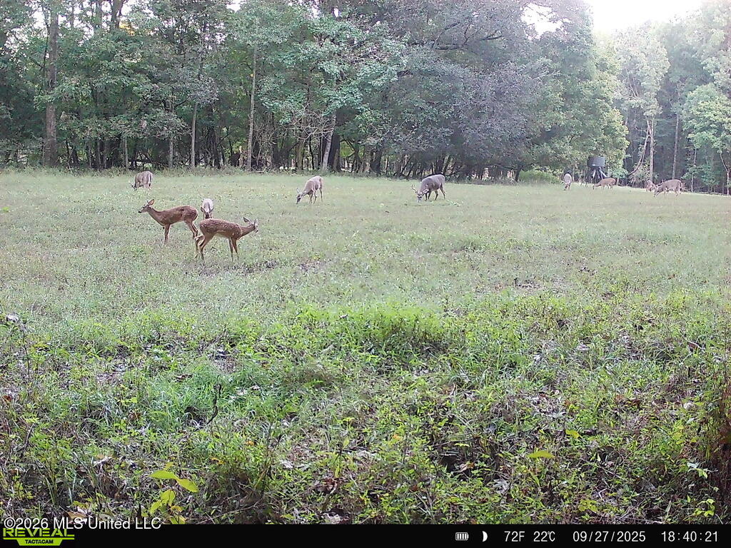 425 Rose Hill Road Bentonia, MS 39040 - Photo 96 of 150 47E1B958-0C43-4817-9D86-0066F5EF3523_1_1