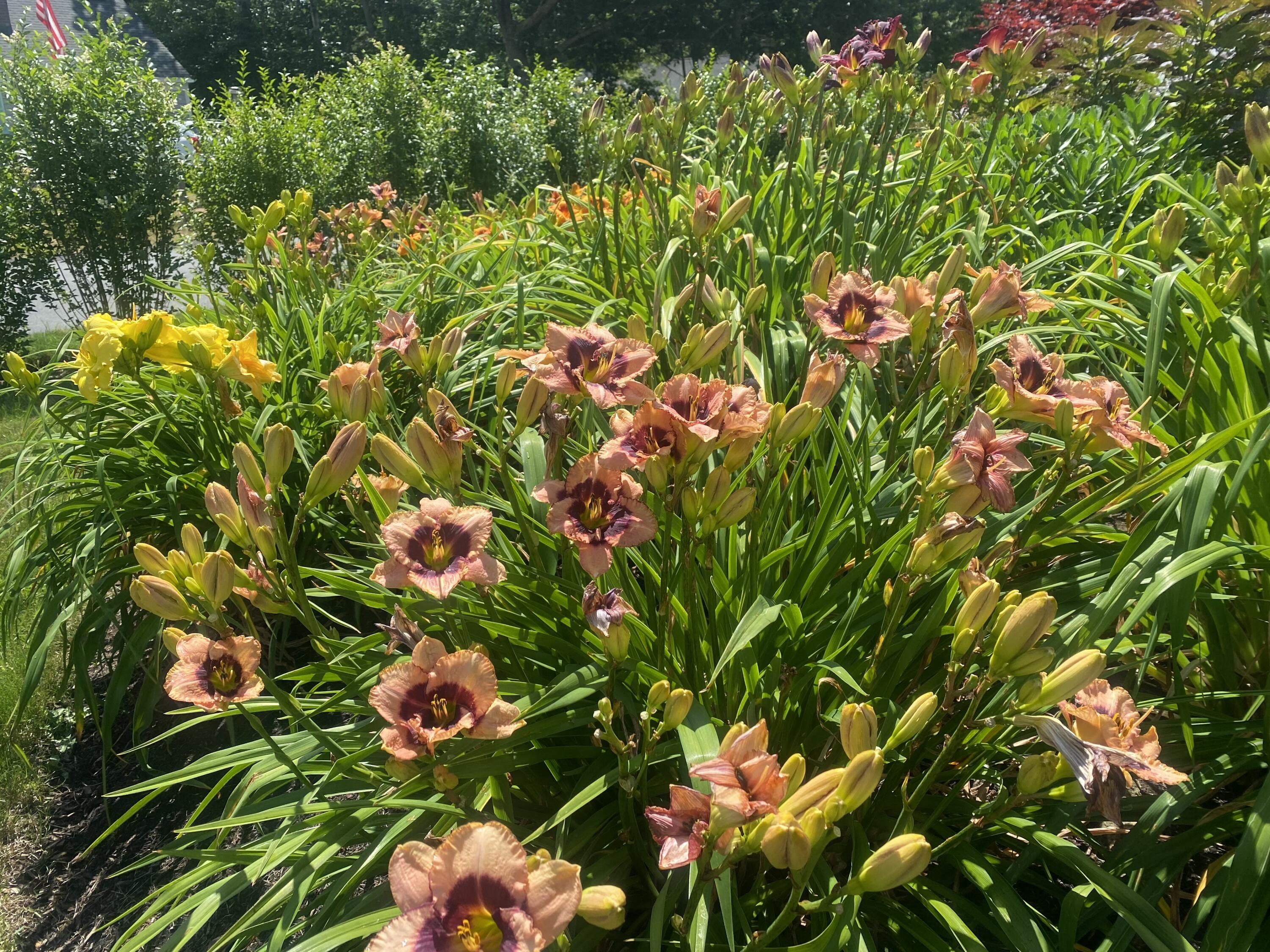 239 Paddocks Path Dennis, MA 02638 - Photo 5 of 26 Yard in bloom