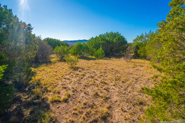 a view of a large trees