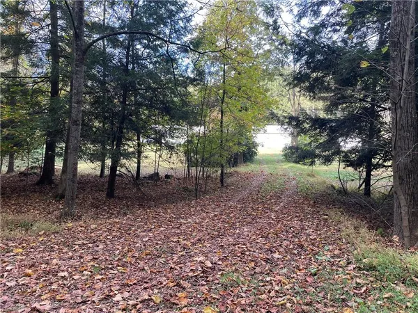 a view of a yard with plants and large trees