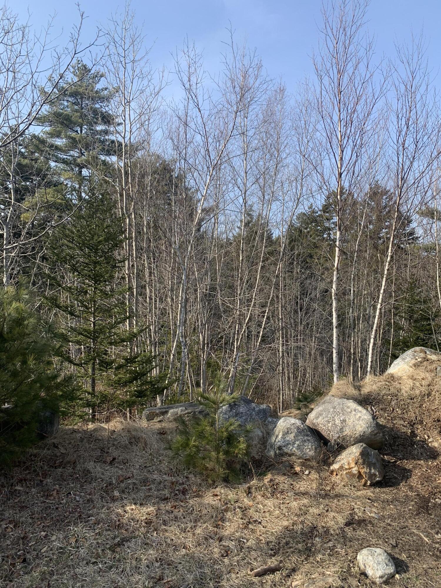 R07 Map Road Boothbay, ME 04537 - Photo 5 of 18 Image #5 - Edge of Largest Cleared Area