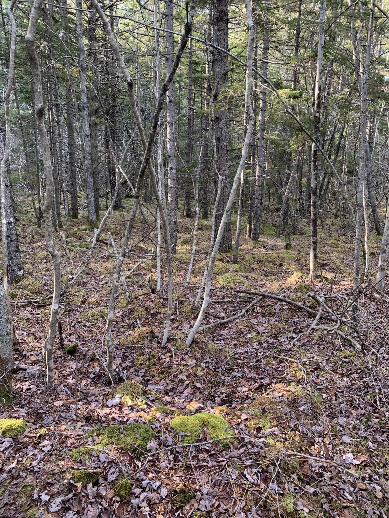 R07 Map Road Boothbay, ME 04537 - Photo 8 of 18 Image #8 - West Low Forest