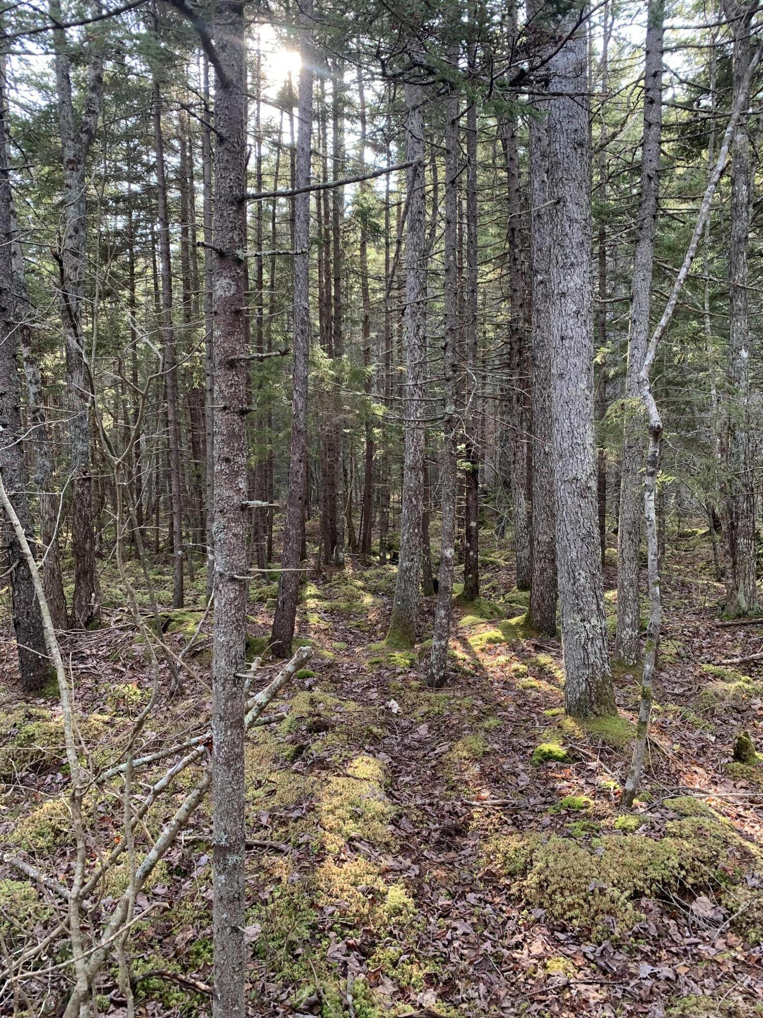 R07 Map Road Boothbay, ME 04537 - Photo 9 of 18 Image #9 - West Low Forest