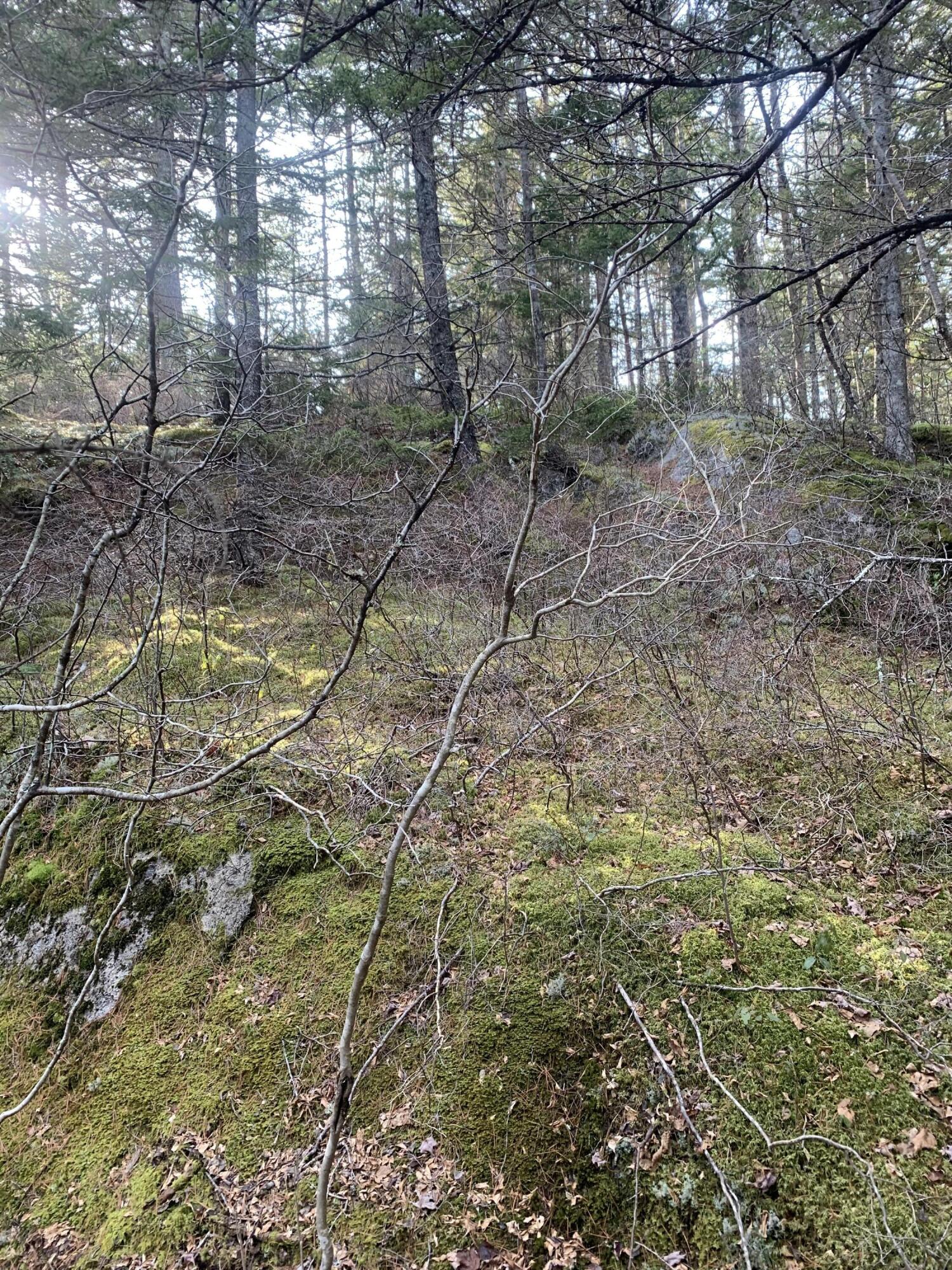 R07 Map Road Boothbay, ME 04537 - Photo 10 of 18 Image #10 - Slope Up from Low Forest