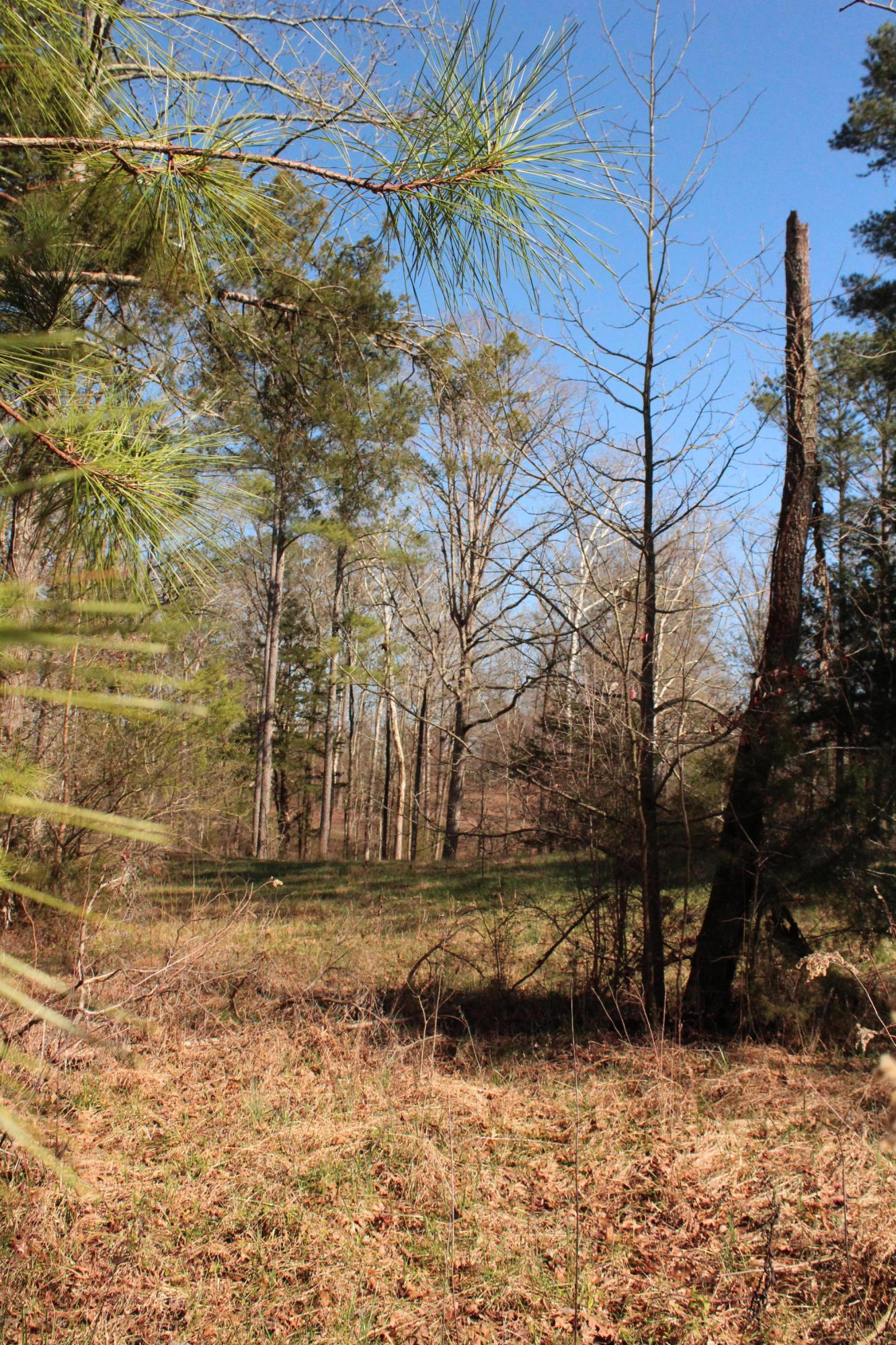 0 Bancroft Road, Unit LOT 13 McDonald, TN 37353 - Photo 11 of 38 IMG_1364