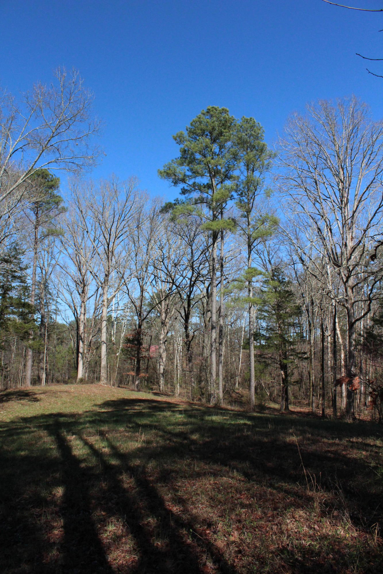 0 Bancroft Road, Unit LOT 13 McDonald, TN 37353 - Photo 13 of 38 IMG_1366