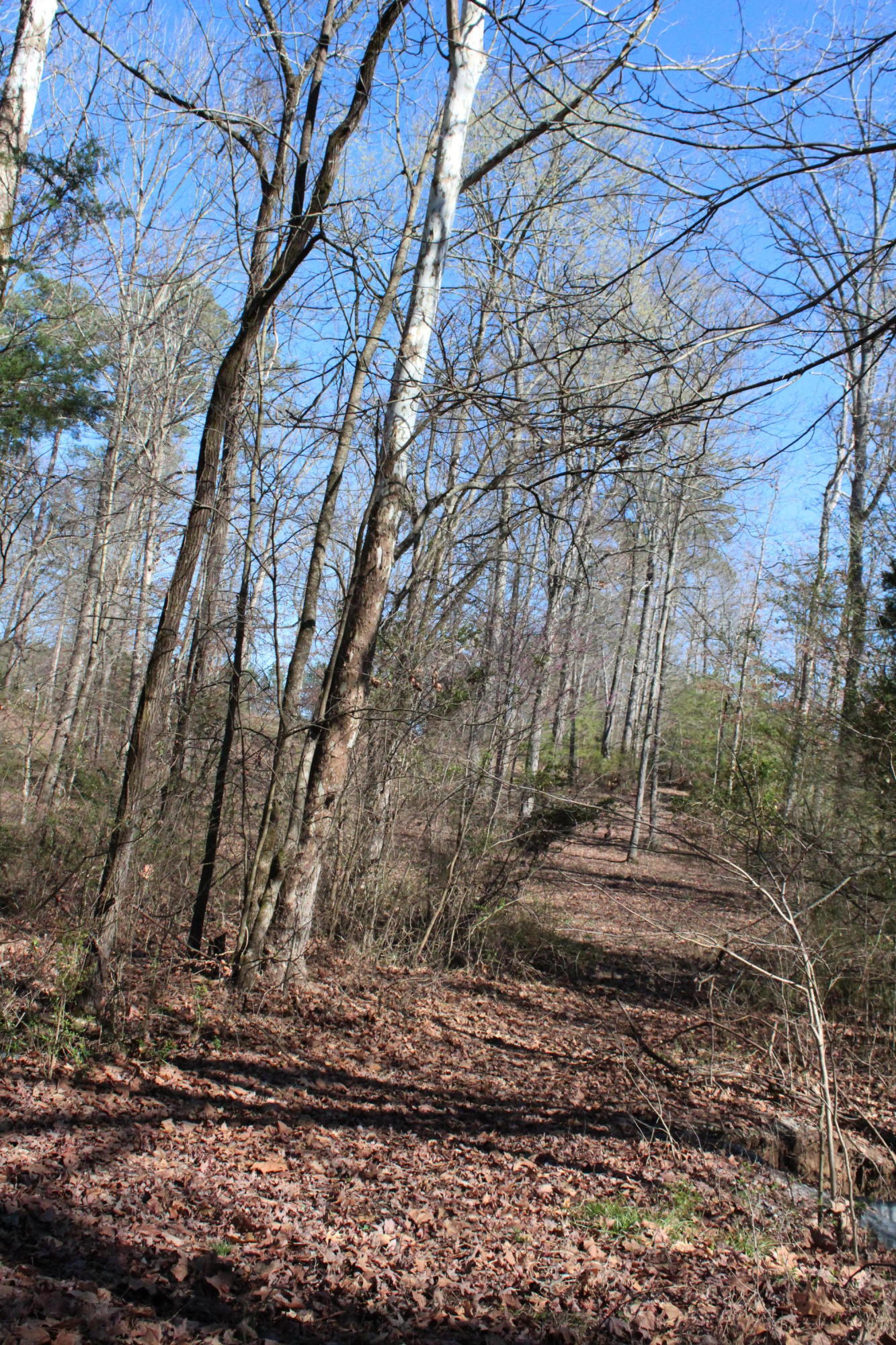 0 Bancroft Road, Unit LOT 13 McDonald, TN 37353 - Photo 16 of 38 IMG_1370