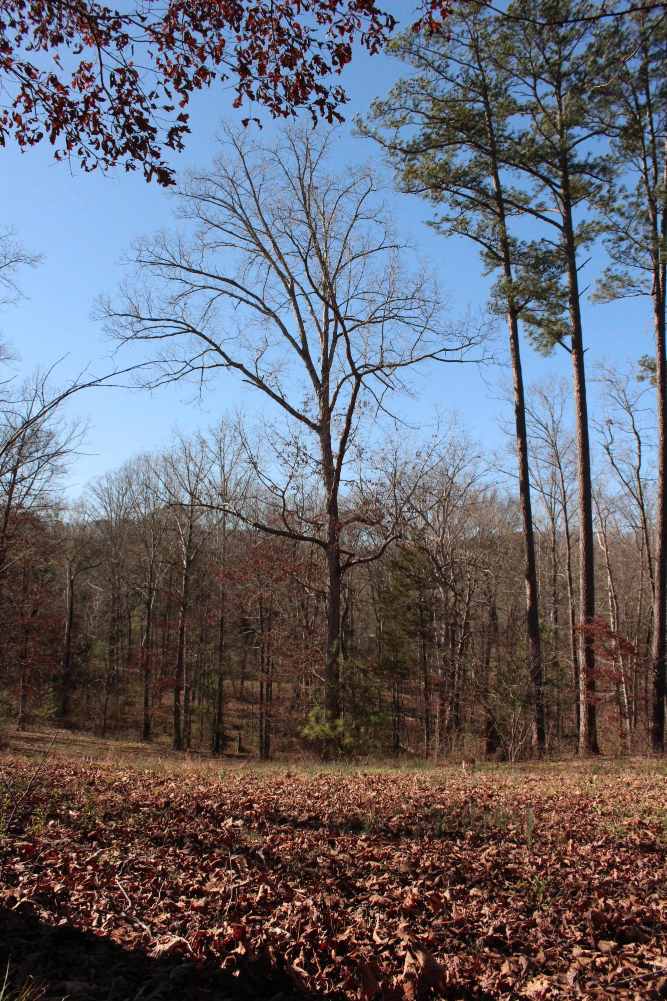 0 Bancroft Road, Unit LOT 13 McDonald, TN 37353 - Photo 17 of 38 IMG_1403