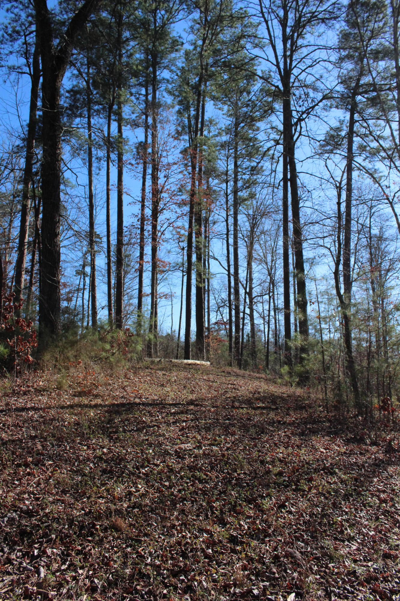 0 Bancroft Road, Unit LOT 13 McDonald, TN 37353 - Photo 21 of 38 IMG_1430