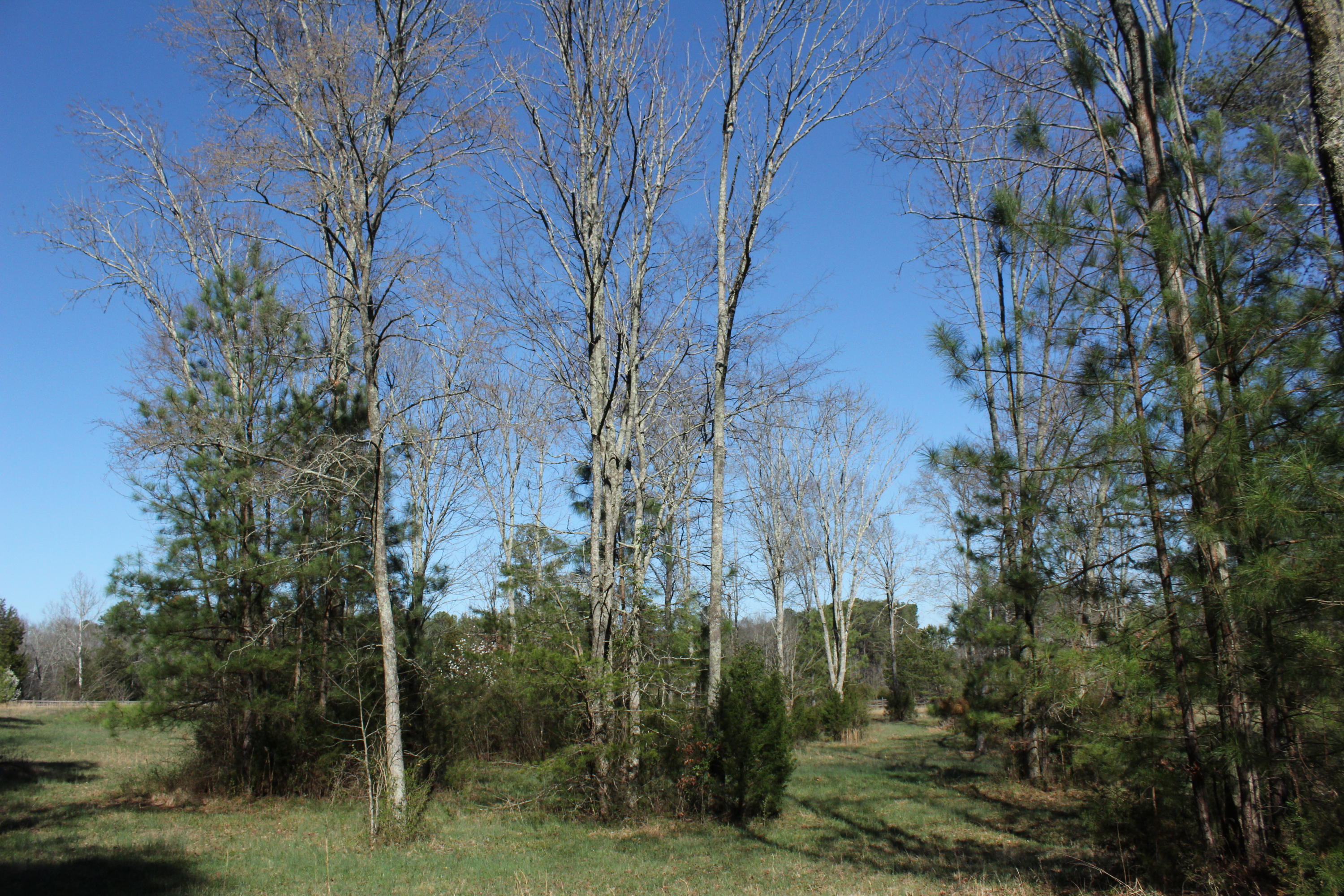 0 Bancroft Road, Unit LOT 13 McDonald, TN 37353 - Photo 5 of 38 IMG_1351