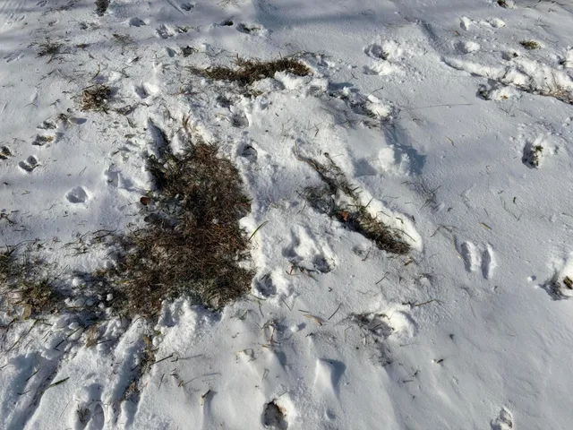 $185,000 | V/l Cade Road, Imlay City, MI 48444