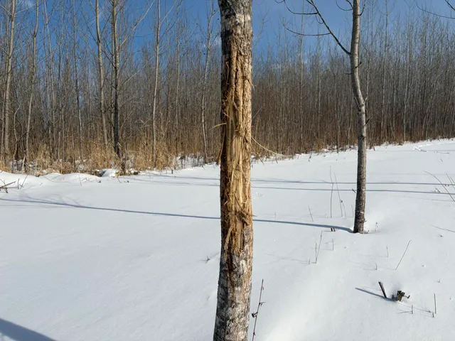 $185,000 | V/l Cade Road, Imlay City, MI 48444