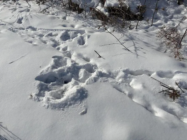 $185,000 | V/l Cade Road, Imlay City, MI 48444