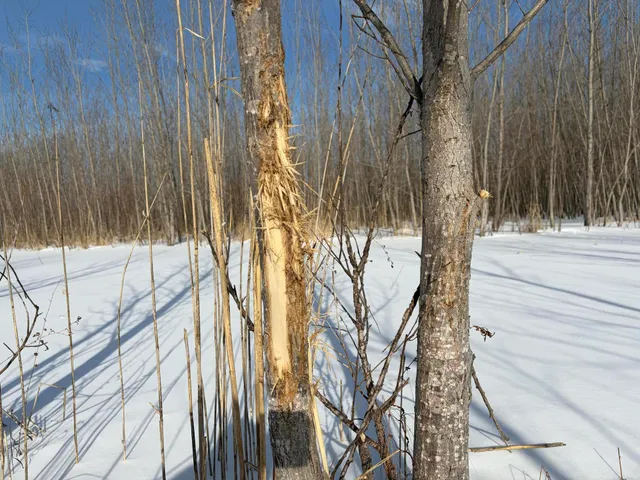 $185,000 | V/l Cade Road, Imlay City, MI 48444