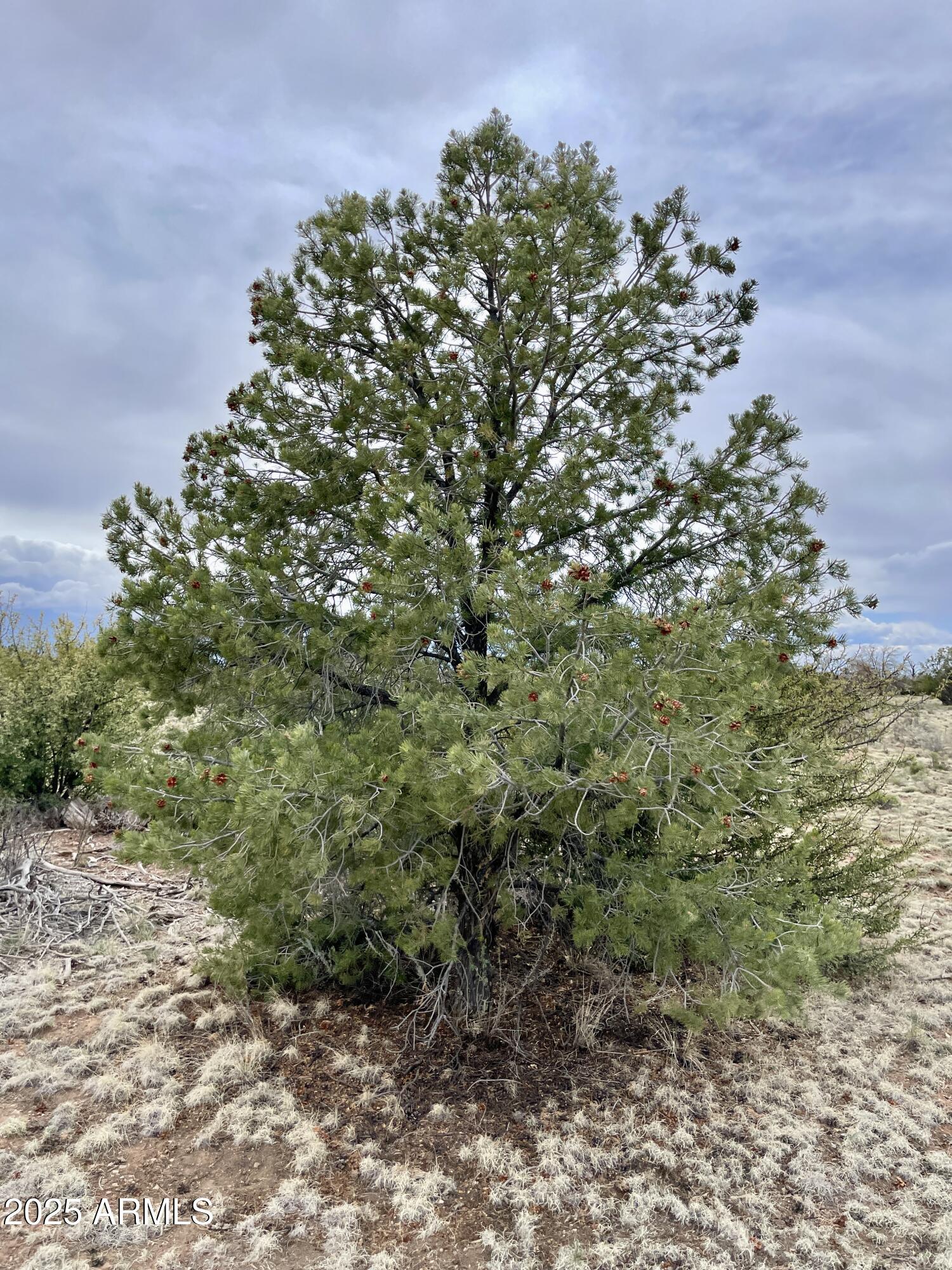 3998 Red Butte Road, Unit 161 Williams, AZ 86046 - Photo 17 of 20 a picture of trees