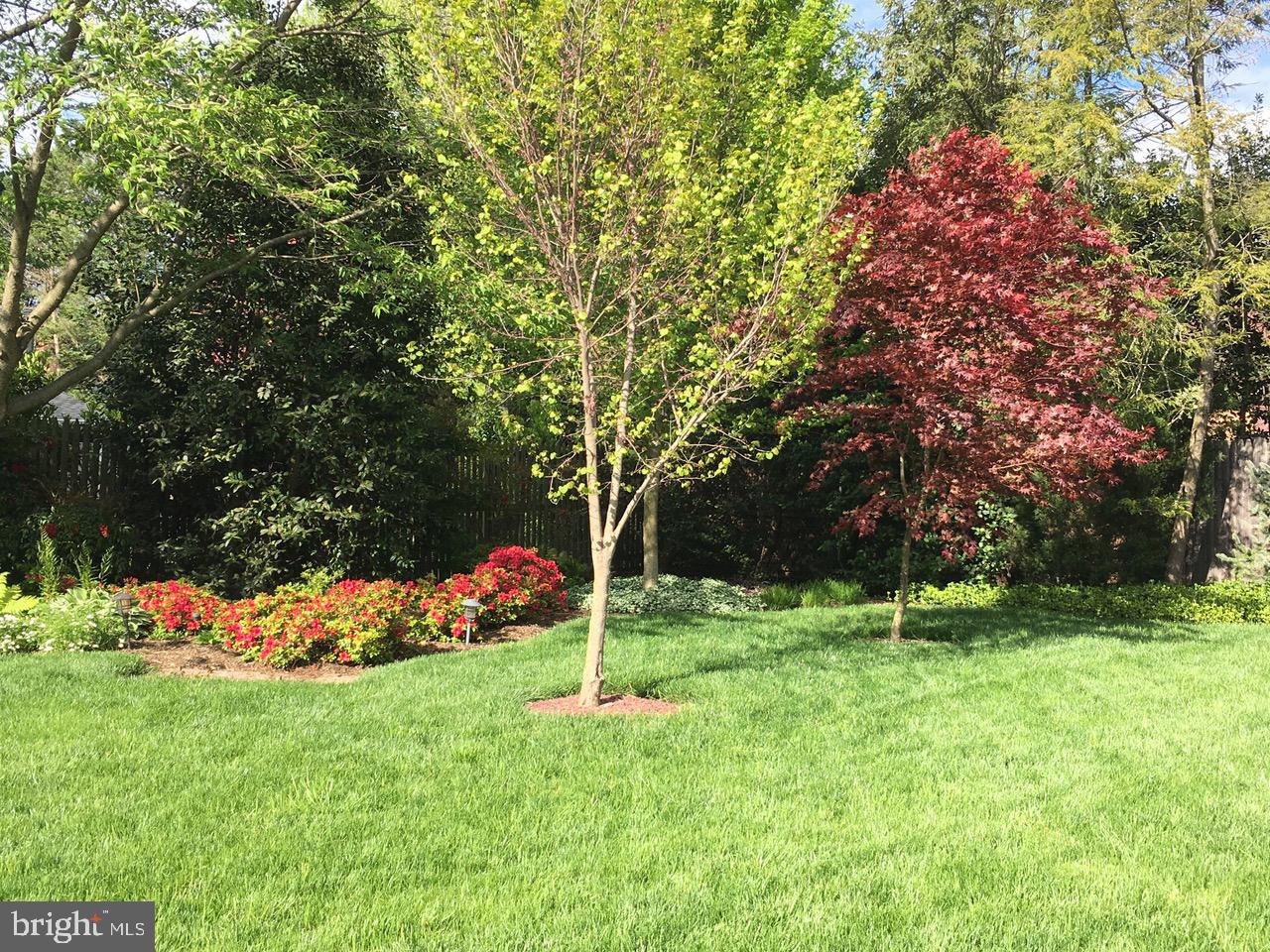 7722 Greentree Road Bethesda, MD 20817 - Photo 23 of 66 Manicured yard flat yard view from 1st flr master