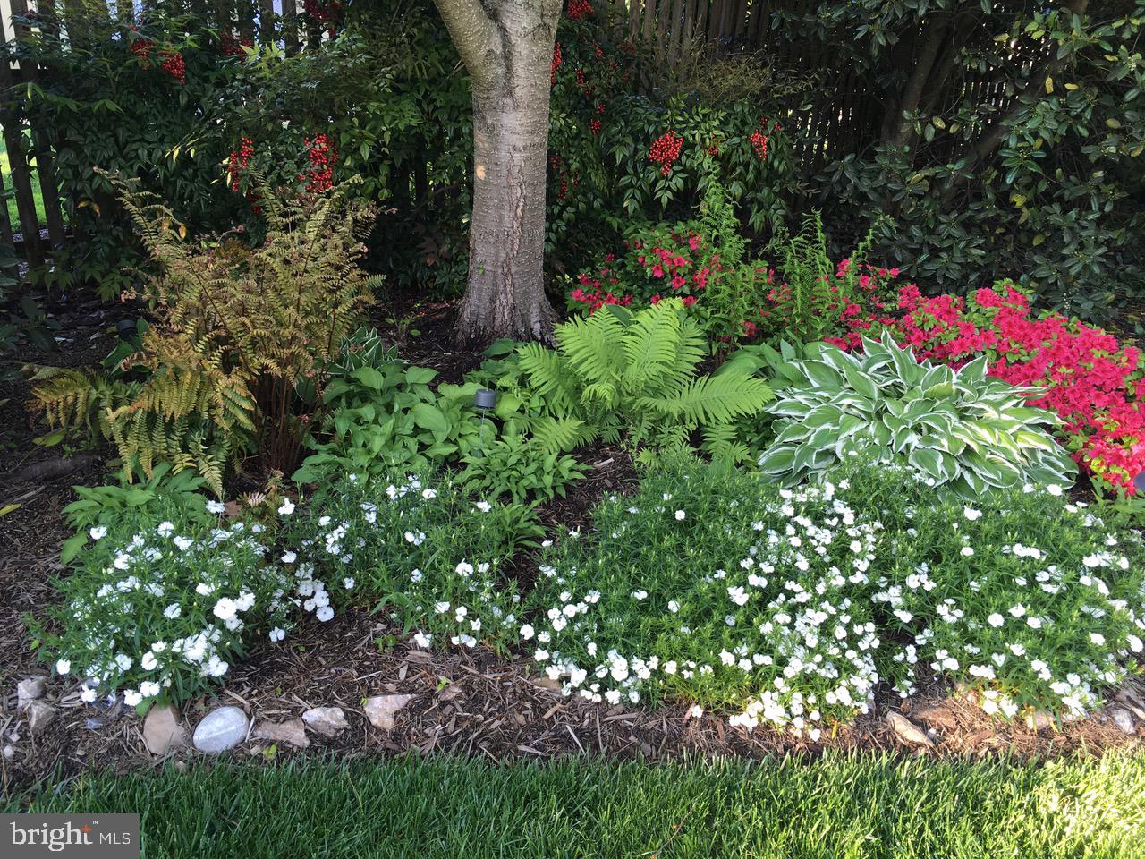 7722 Greentree Road Bethesda, MD 20817 - Photo 48 of 66 manicured beds